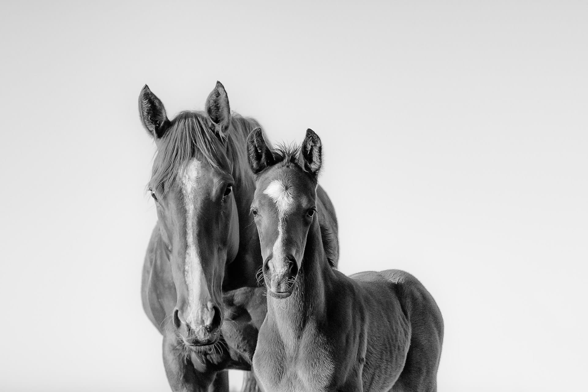 A Mare and Foal III — equine photograph by Sharon Lee Chapman