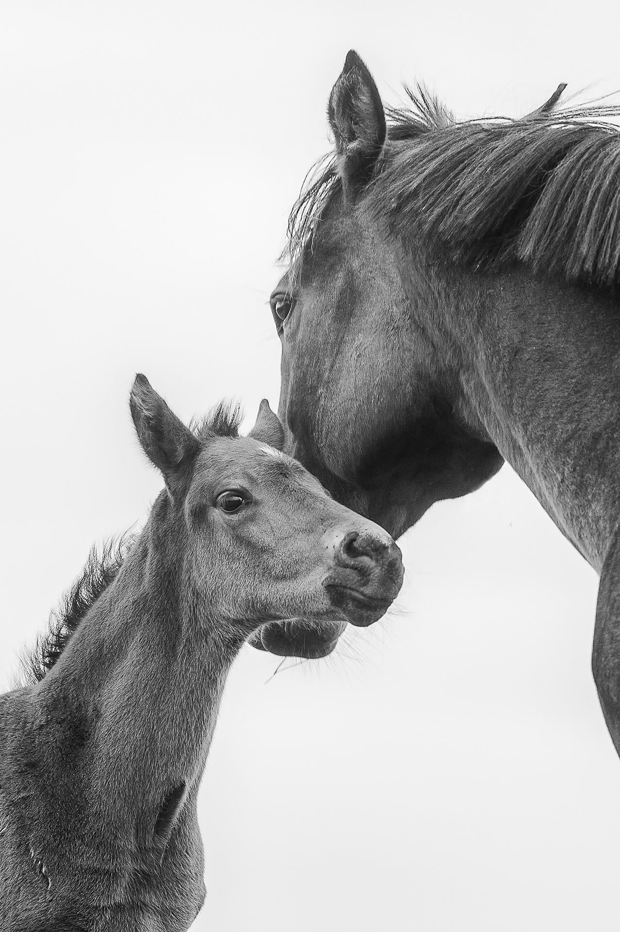 A Mare and Foal IV — equine photograph by Sharon Lee Chapman