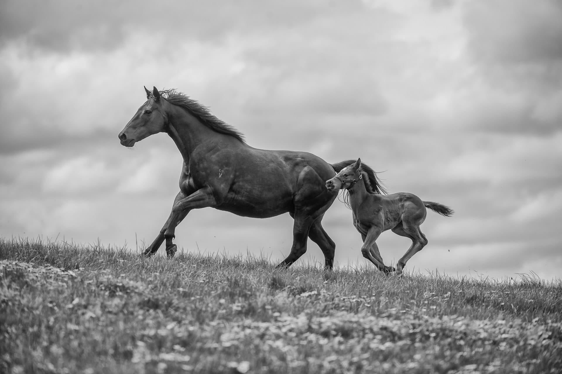 A Mare and Foal V — equine photograph by Sharon Lee Chapman