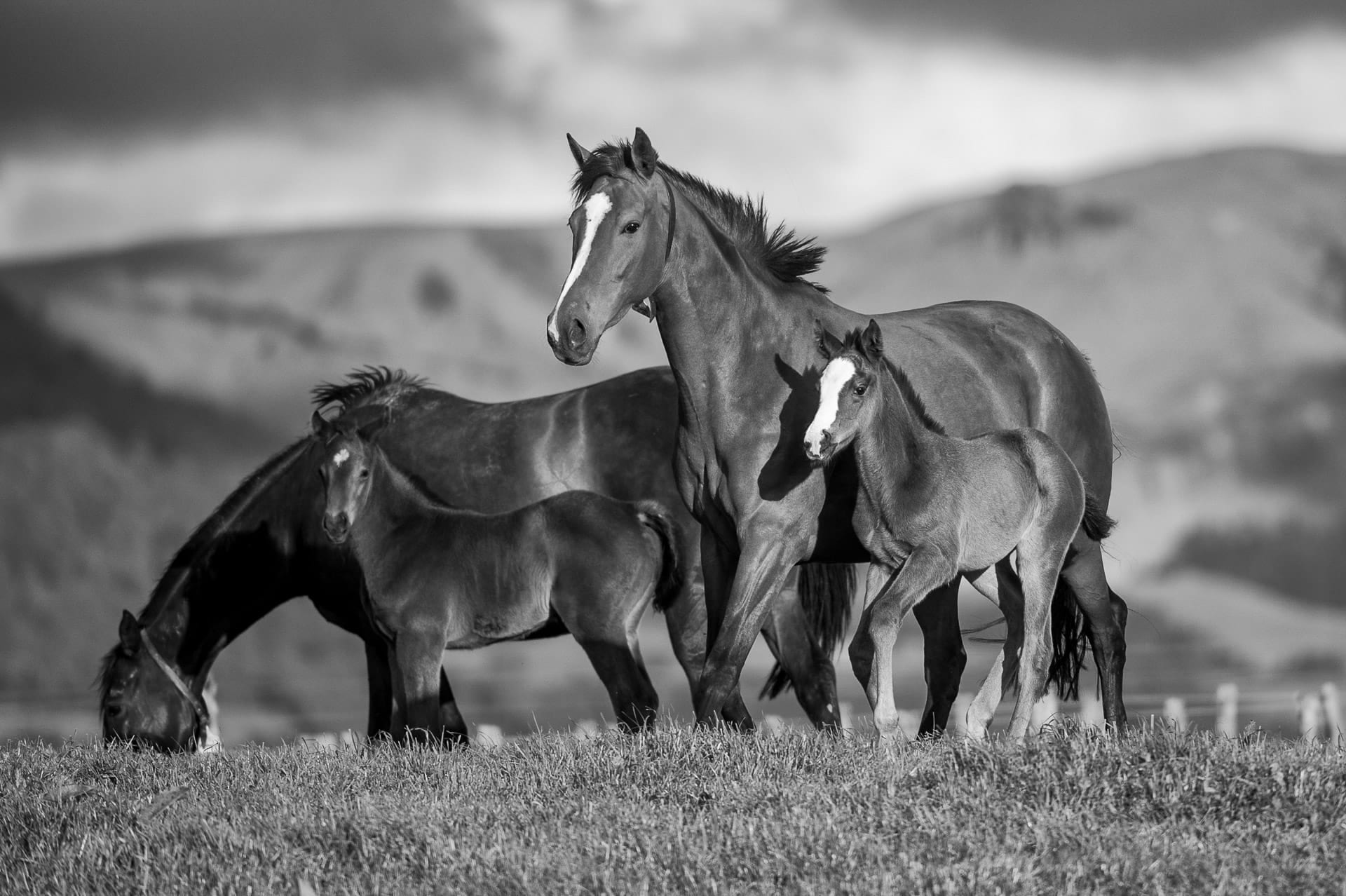 A Mare and Foal VI — equine photograph by Sharon Lee Chapman