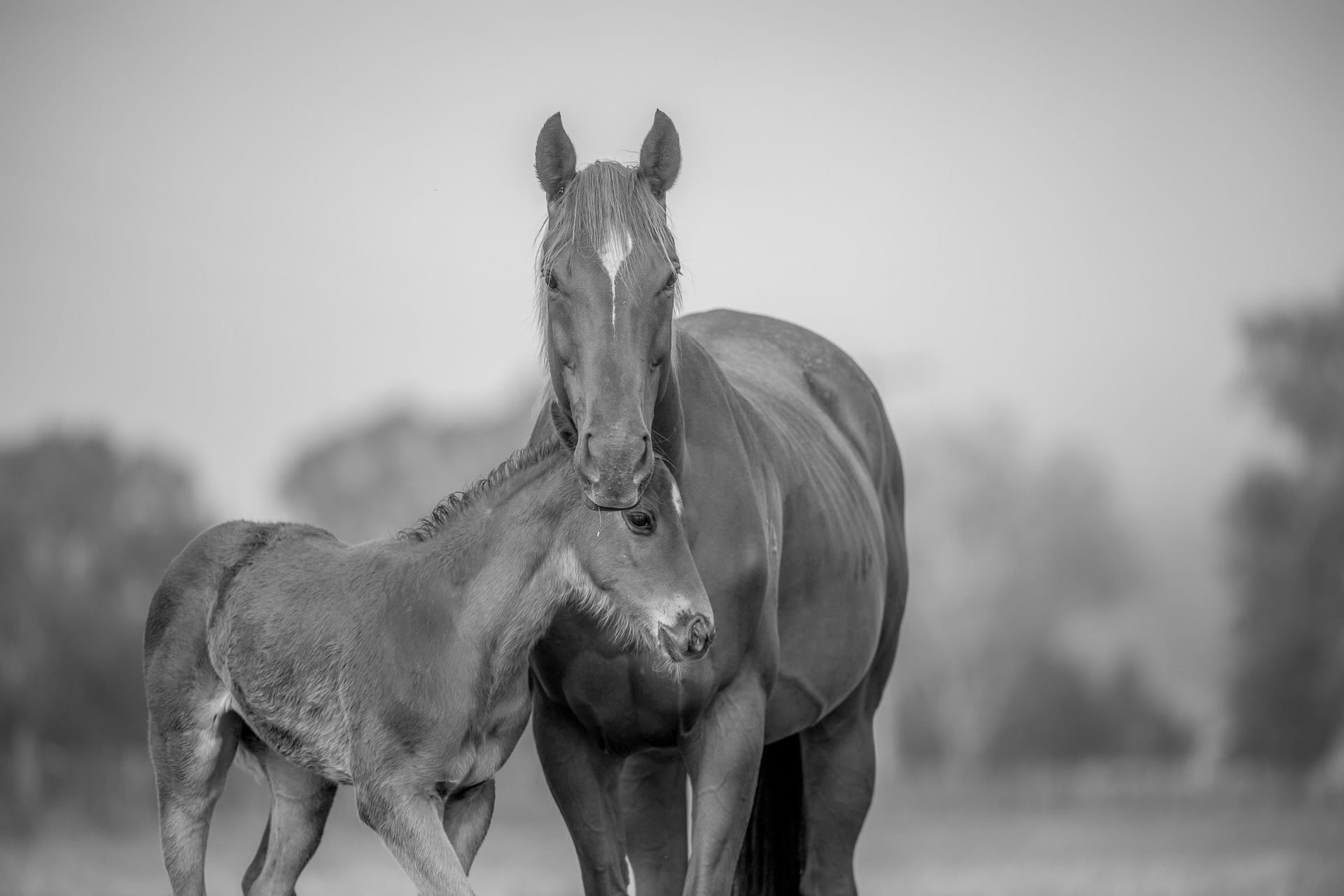 A Mare and Foal VII — equine photograph by Sharon Lee Chapman