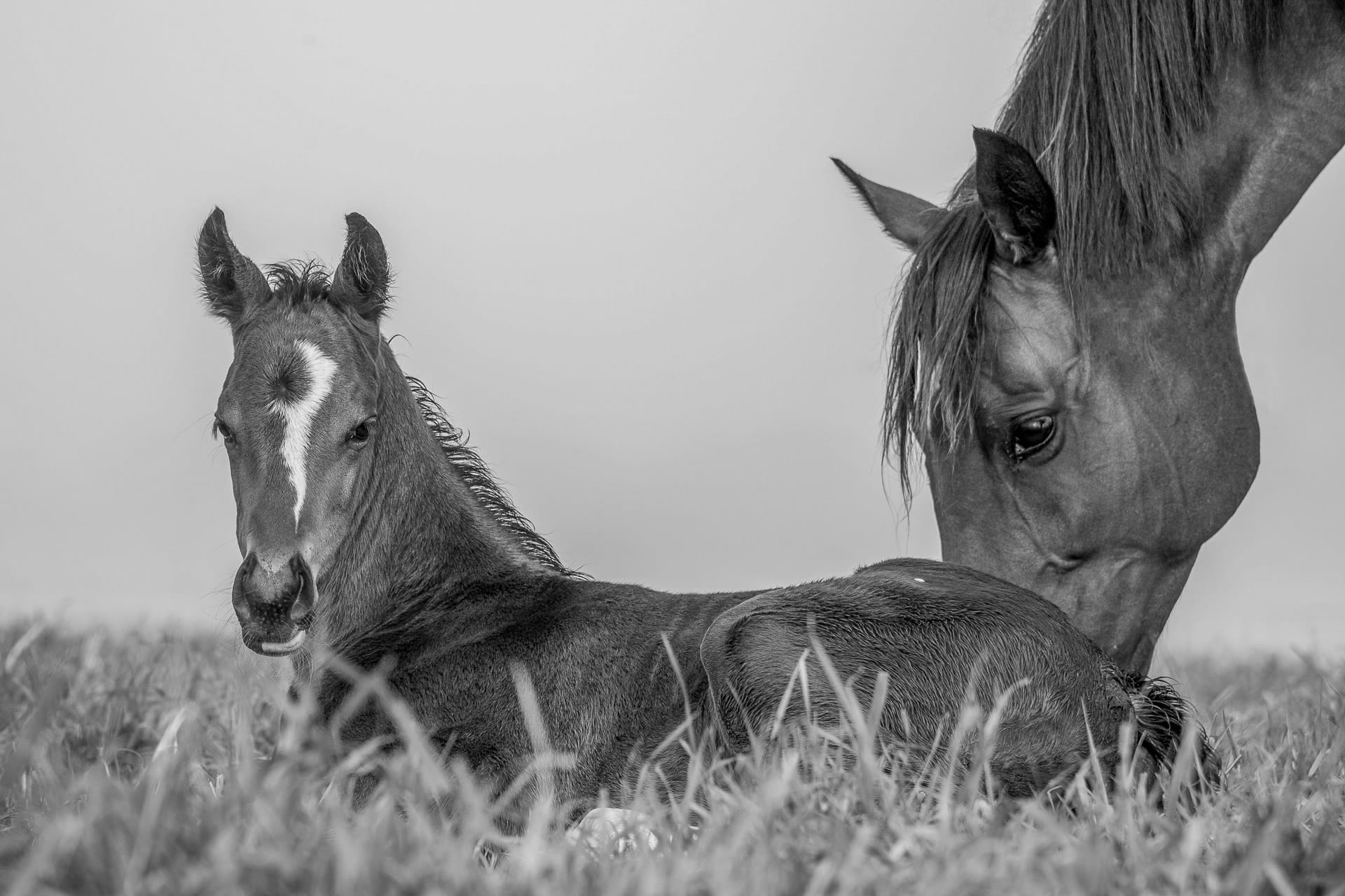 A Mare and Foal VIII — equine photograph by Sharon Lee Chapman