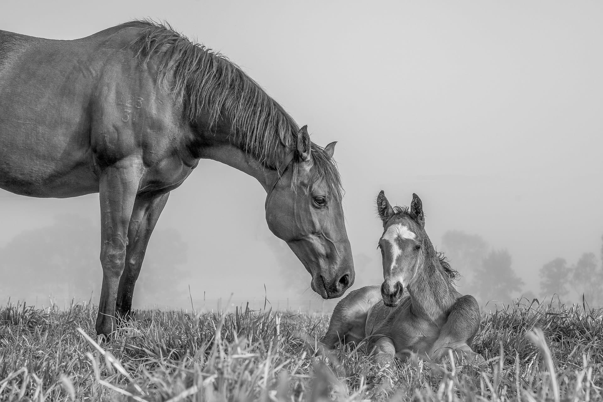 A Mare and Foal IX — equine photograph by Sharon Lee Chapman