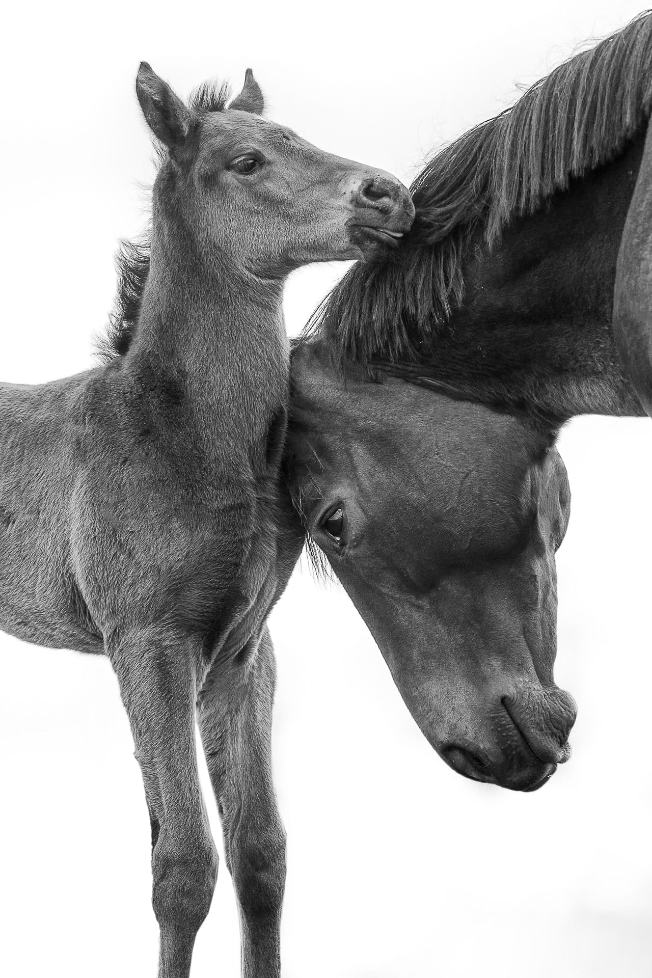A Mare and Foal, A Mother's Love — equine photograph by Sharon Lee Chapman
