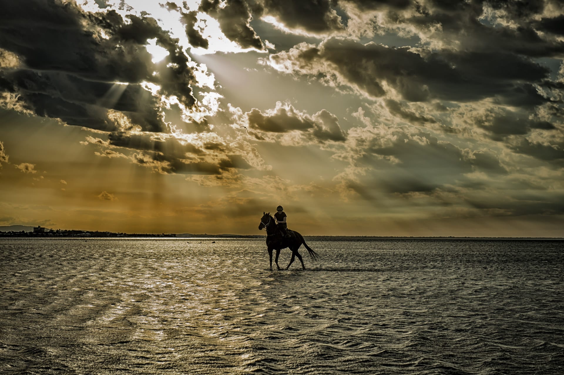 Beach, Excess Knowledge, Sunrise — equine photograph by Sharon Lee Chapman