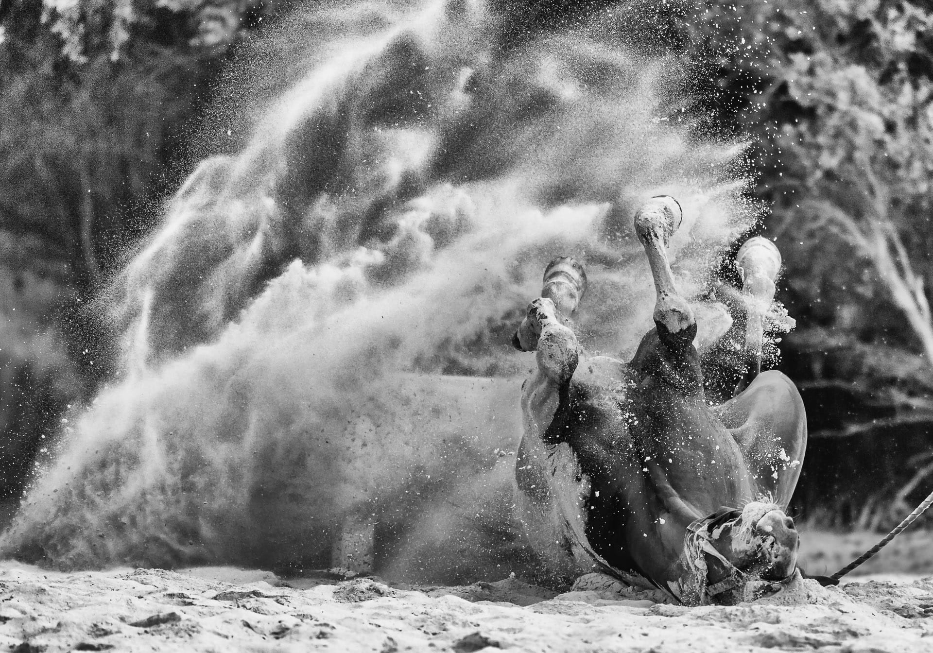 Beach, The Sand Roll — equine photograph by Sharon Lee Chapman