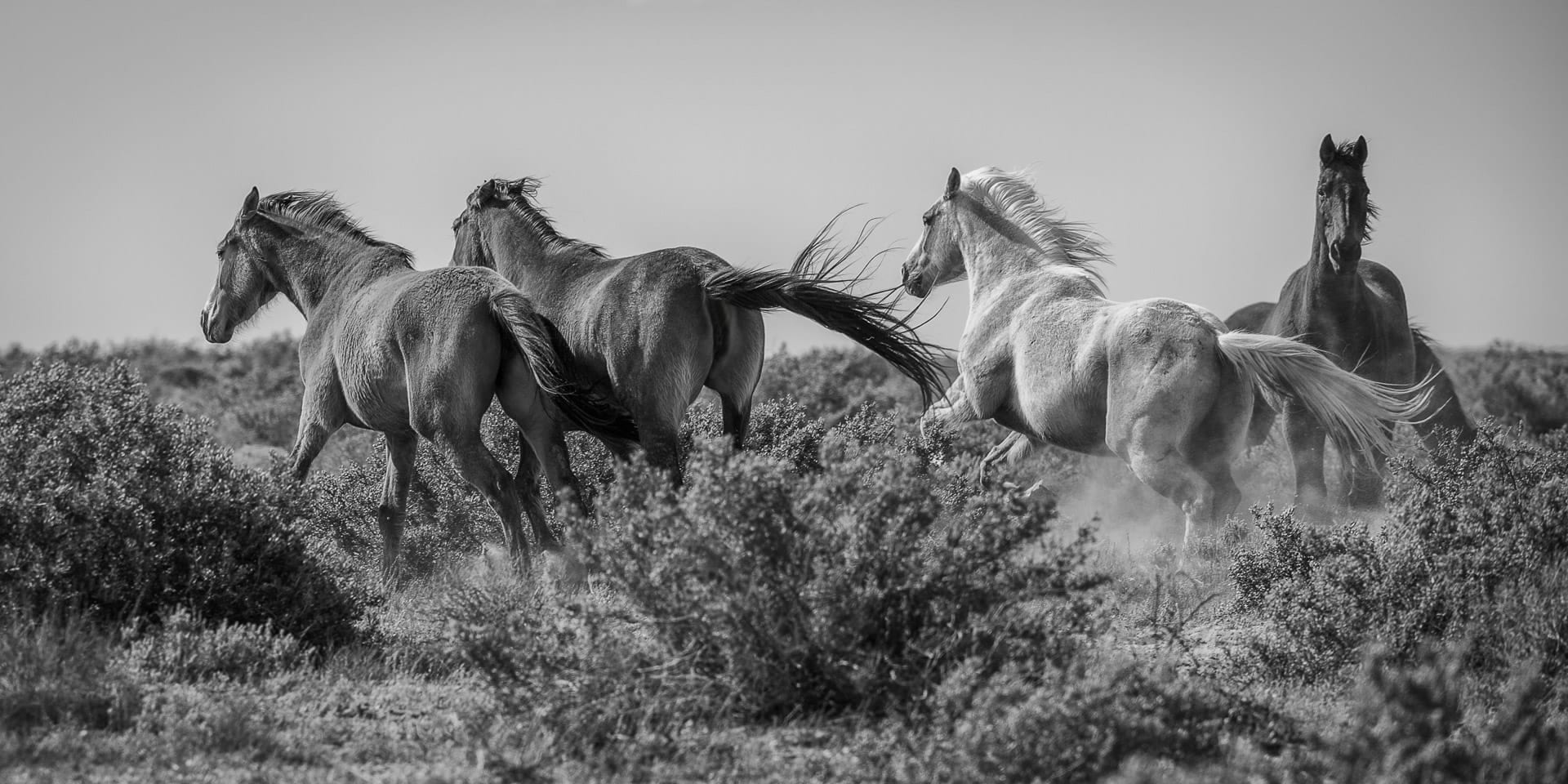 Brumby Herd — equine photograph by Sharon Lee Chapman
