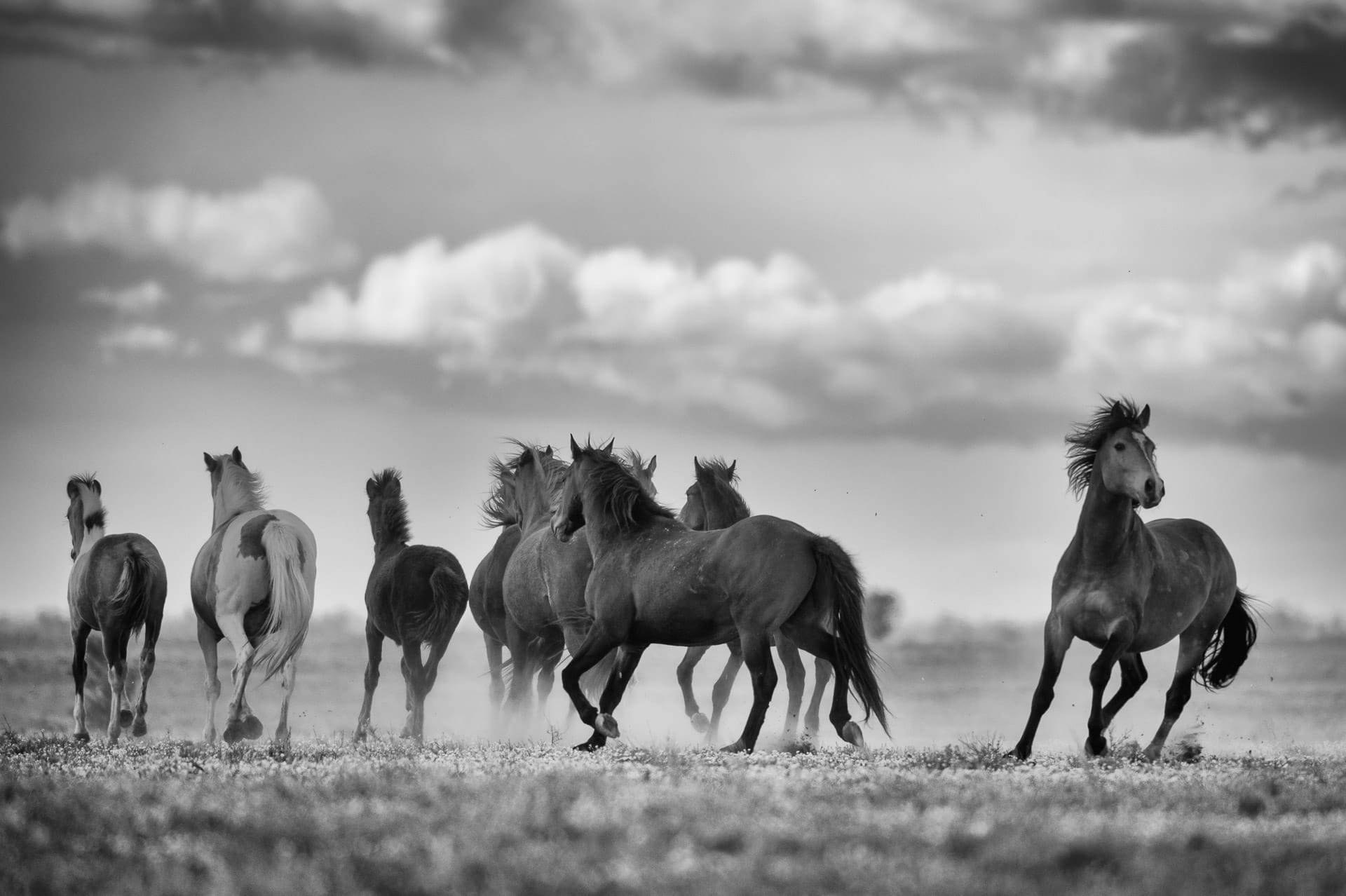 Brumby Stallion I — equine photograph by Sharon Lee Chapman