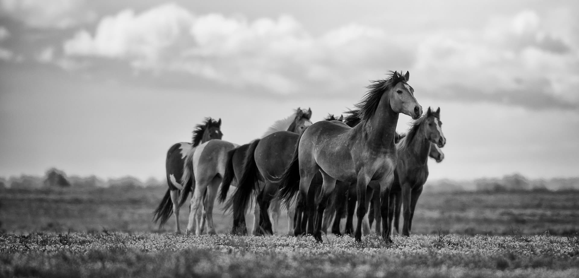 Brumby Stallion II — equine photograph by Sharon Lee Chapman