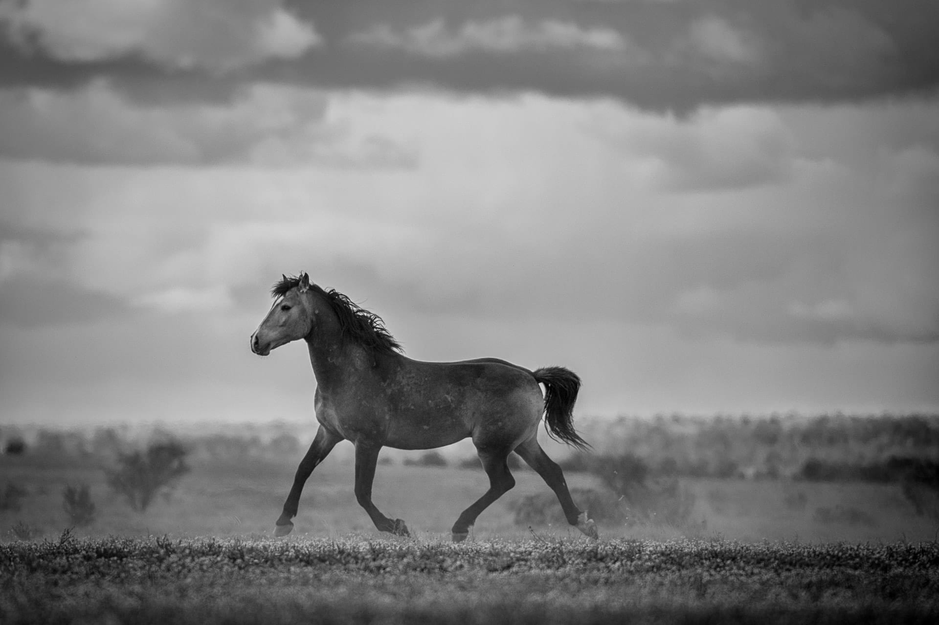 Brumby Stallion III — equine photograph by Sharon Lee Chapman