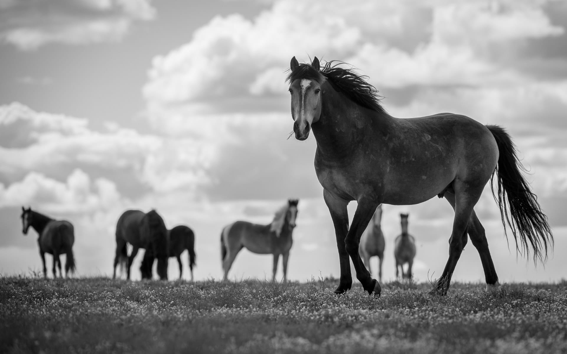 Brumby Stallion IV — equine photograph by Sharon Lee Chapman