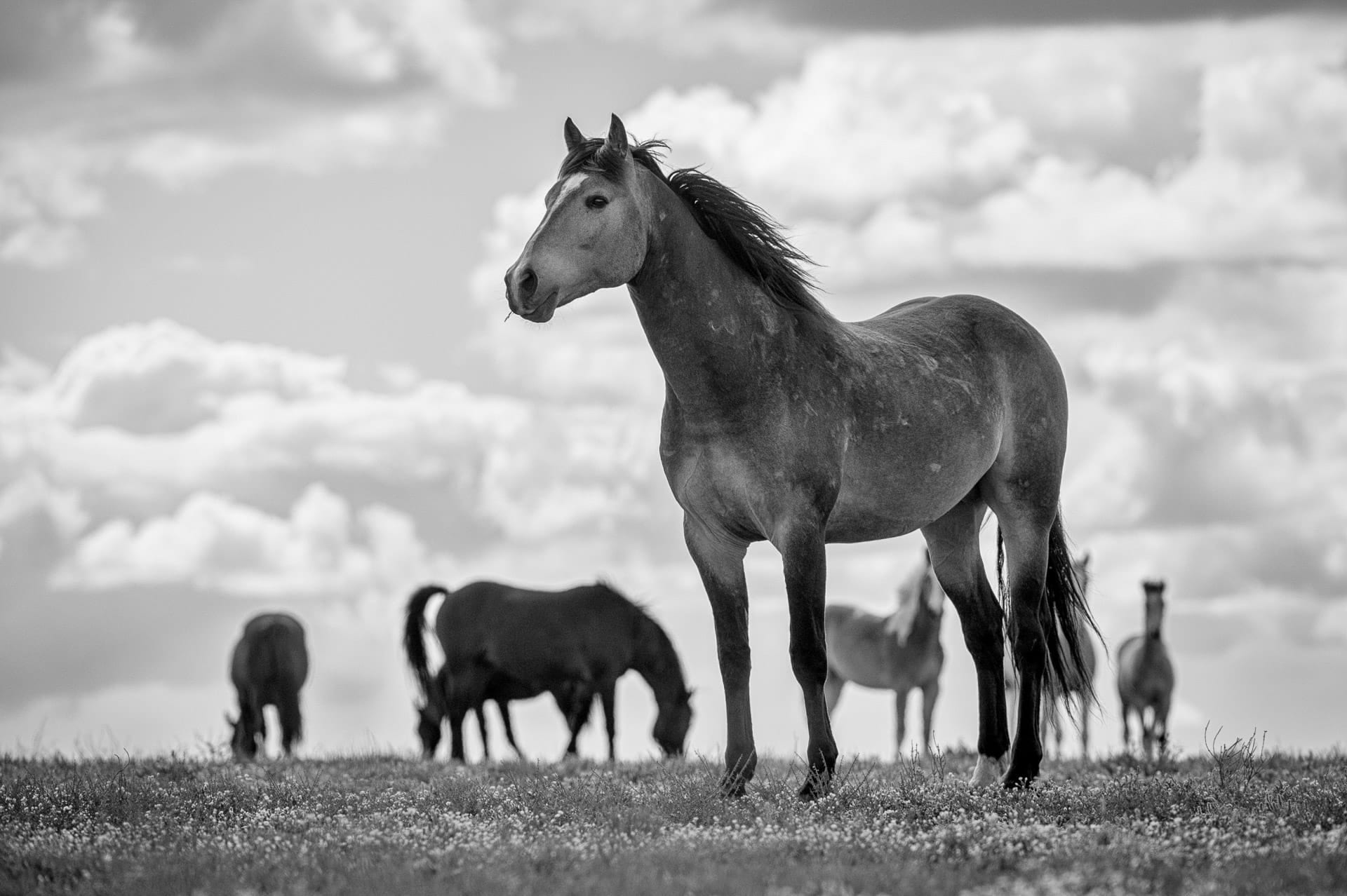 Brumby, Stallion — equine photograph by Sharon Lee Chapman