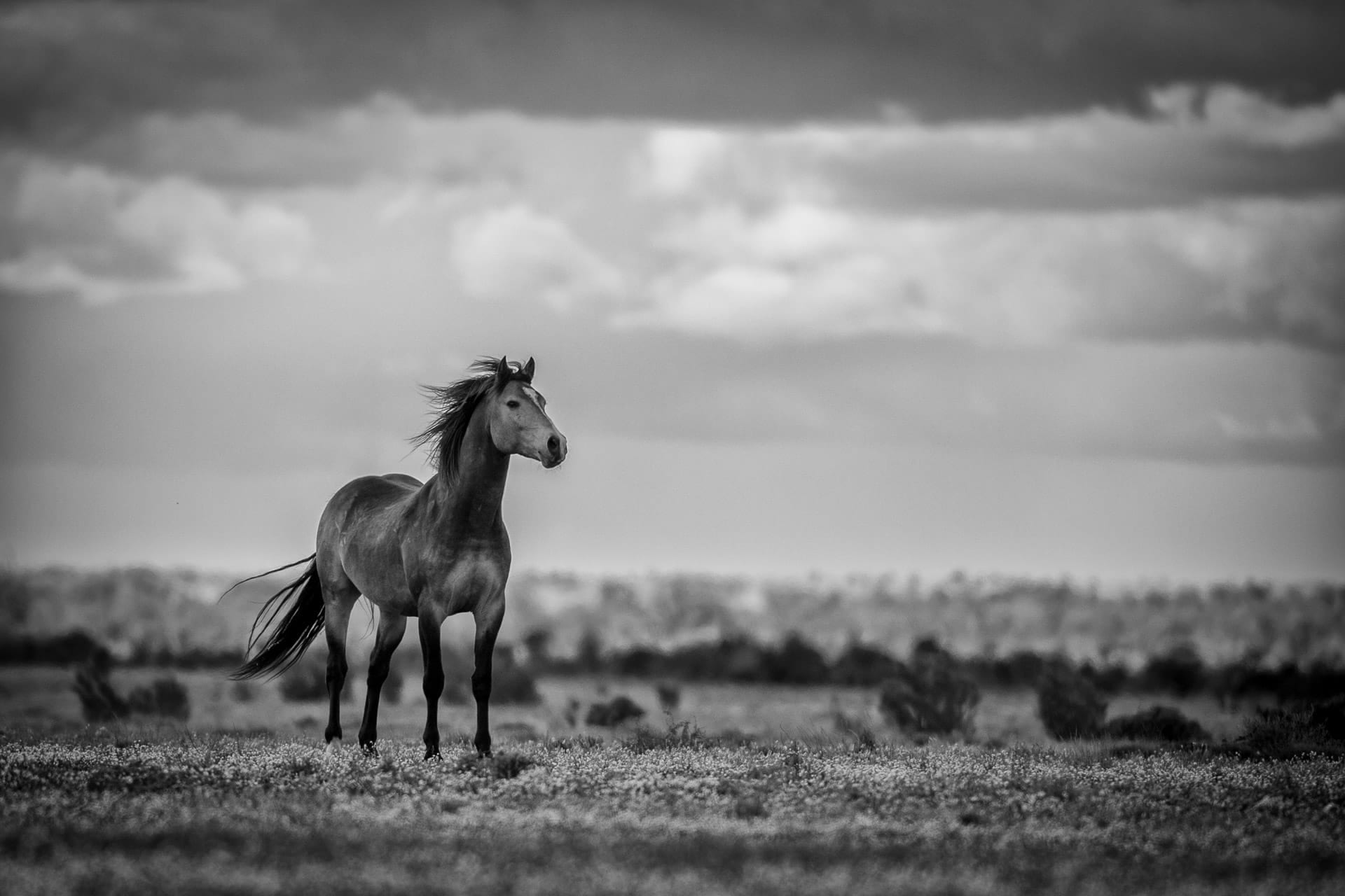 Brumby Stallion V — equine photograph by Sharon Lee Chapman
