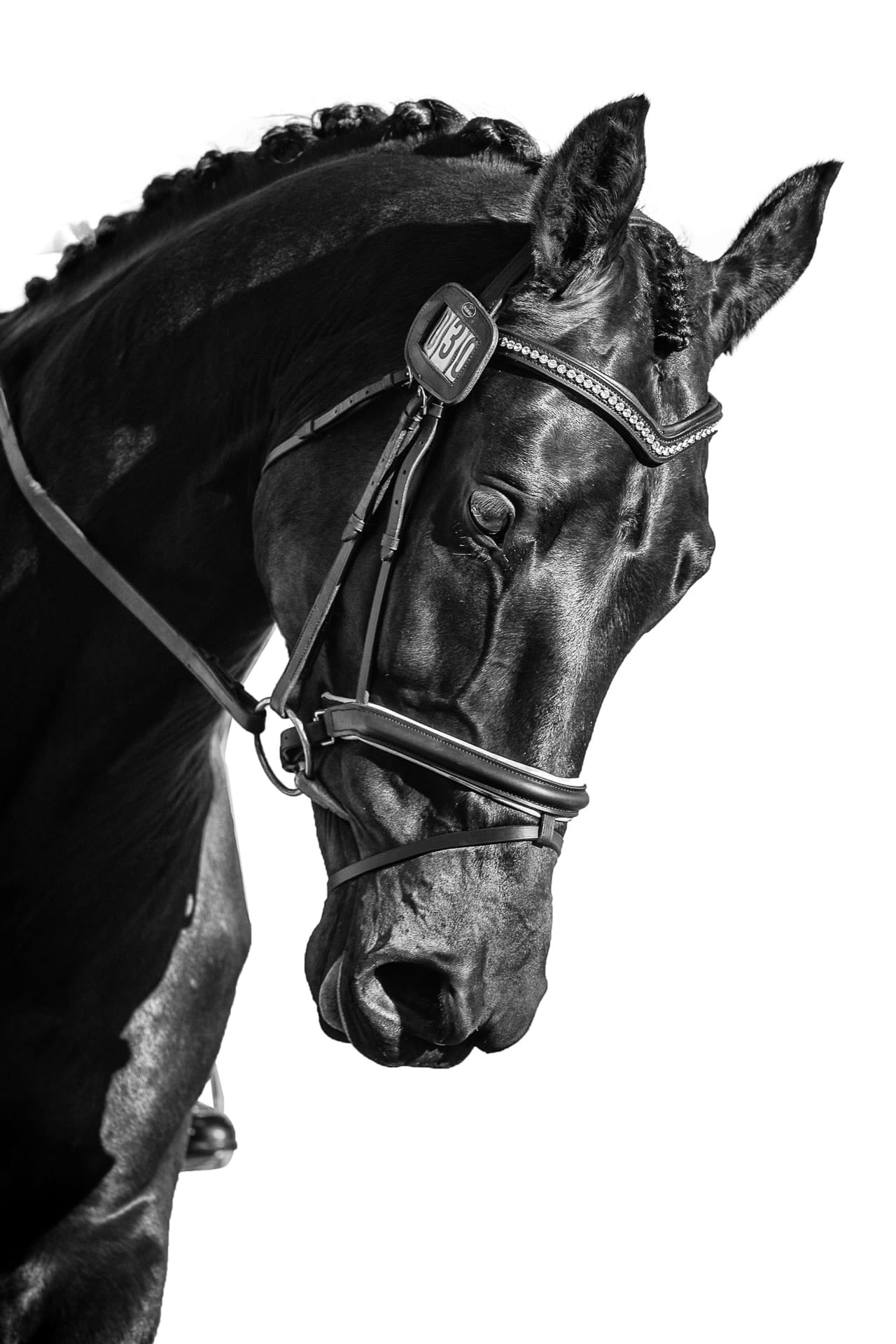 Equestrian, BP Valentina — equine photograph by Sharon Lee Chapman