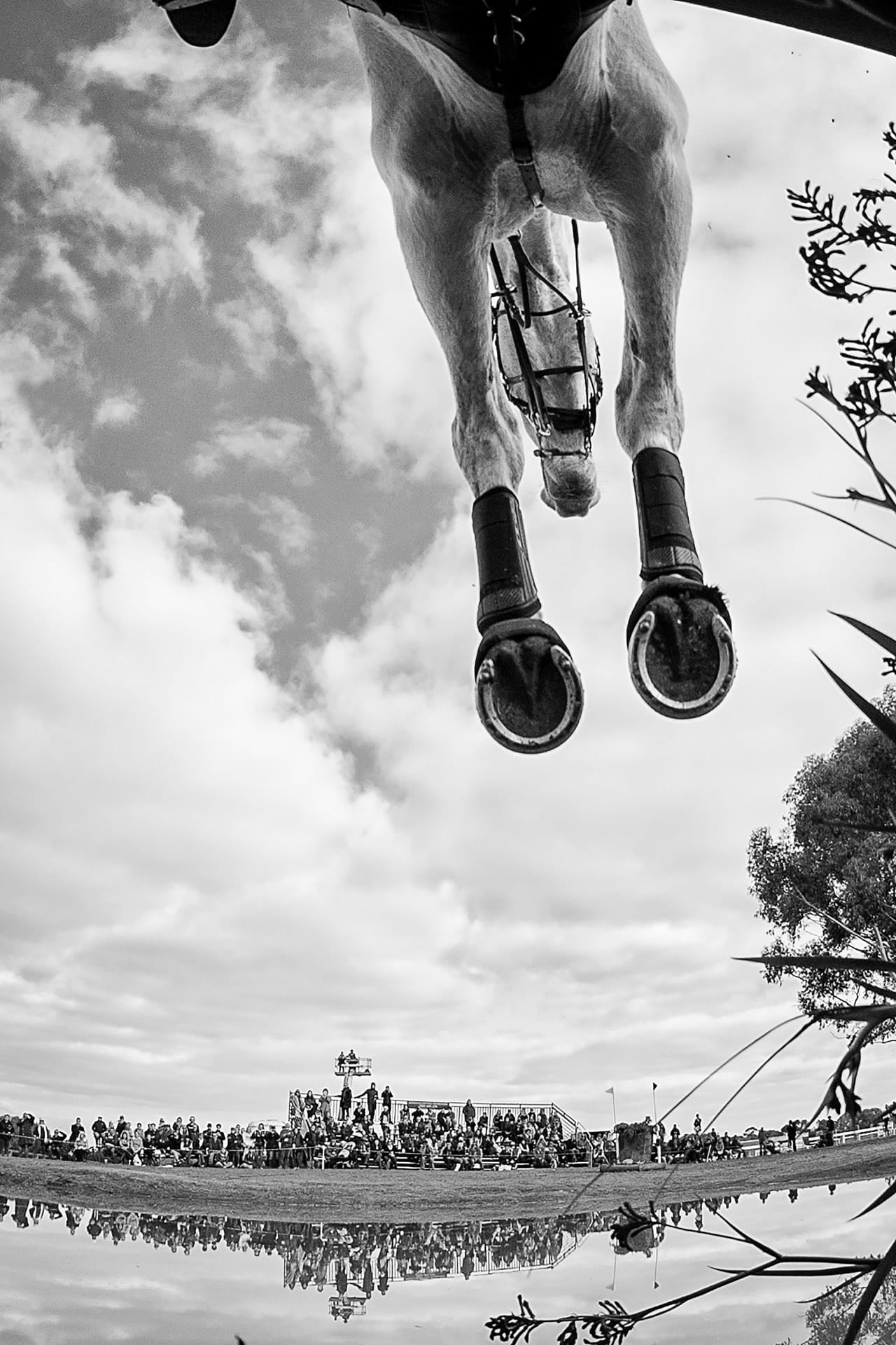 Equestrian, Cross Country I — equine photograph by Sharon Lee Chapman