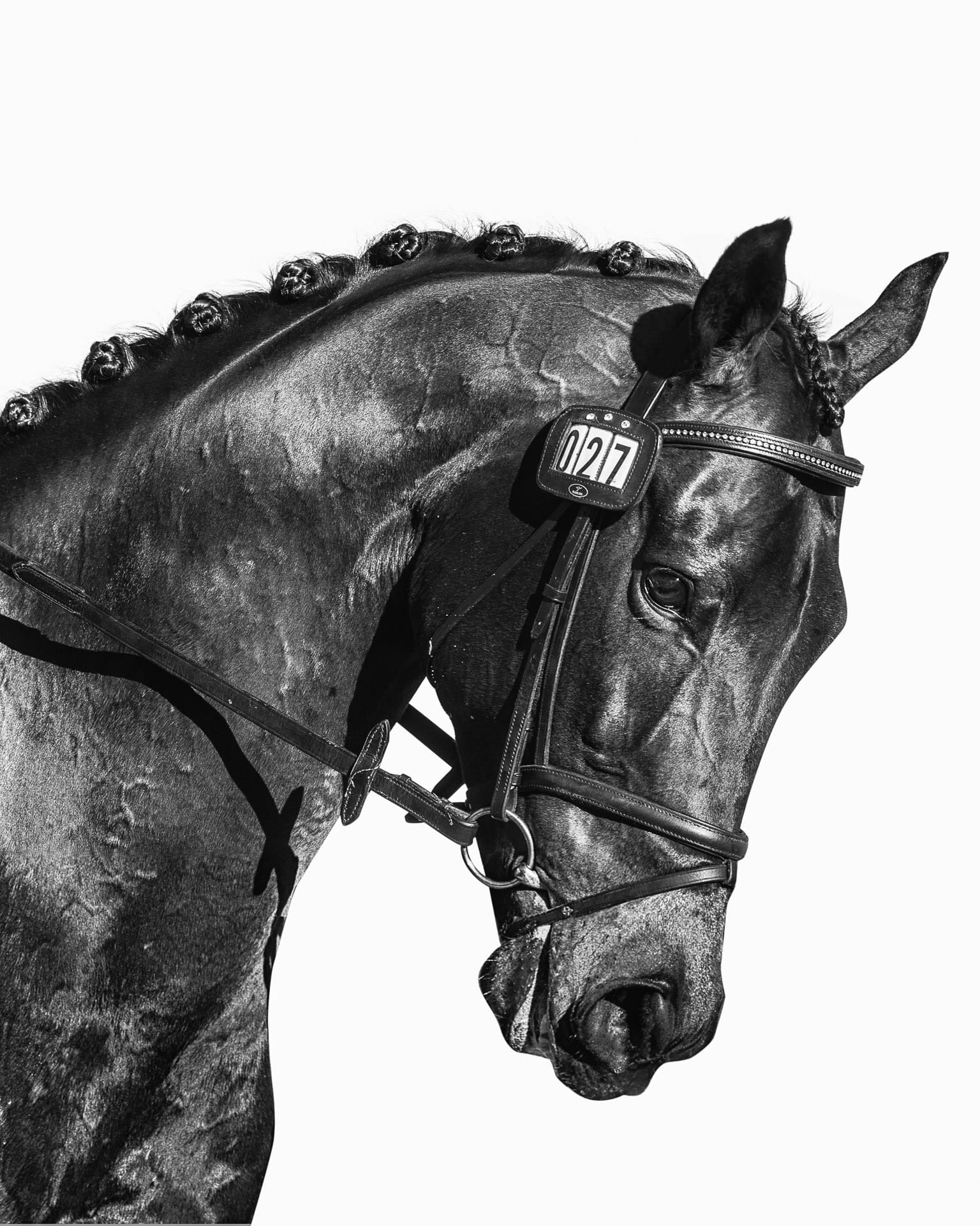 Equestrian, Gosh — equine photograph by Sharon Lee Chapman