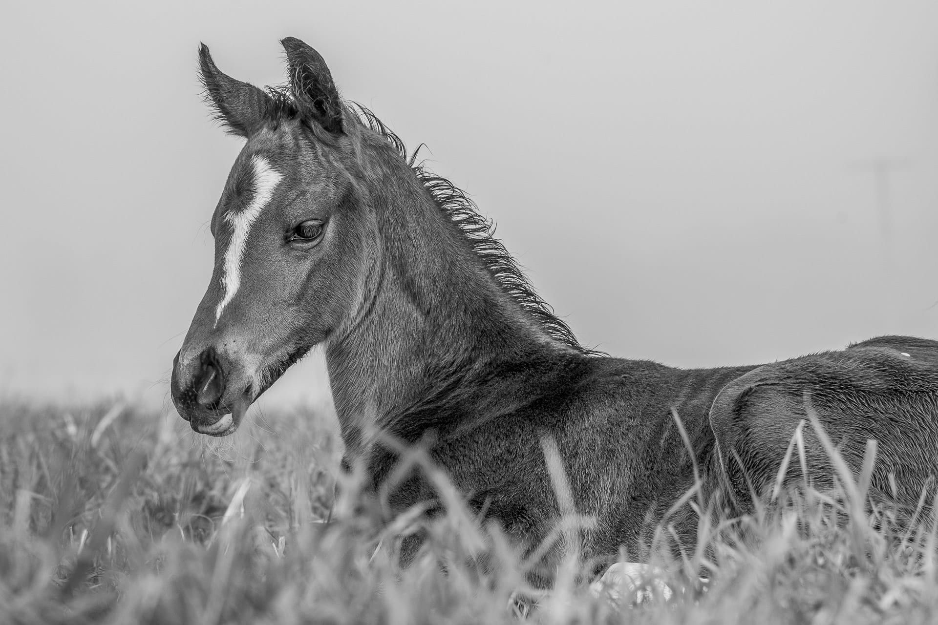 Foals I — equine photograph by Sharon Lee Chapman