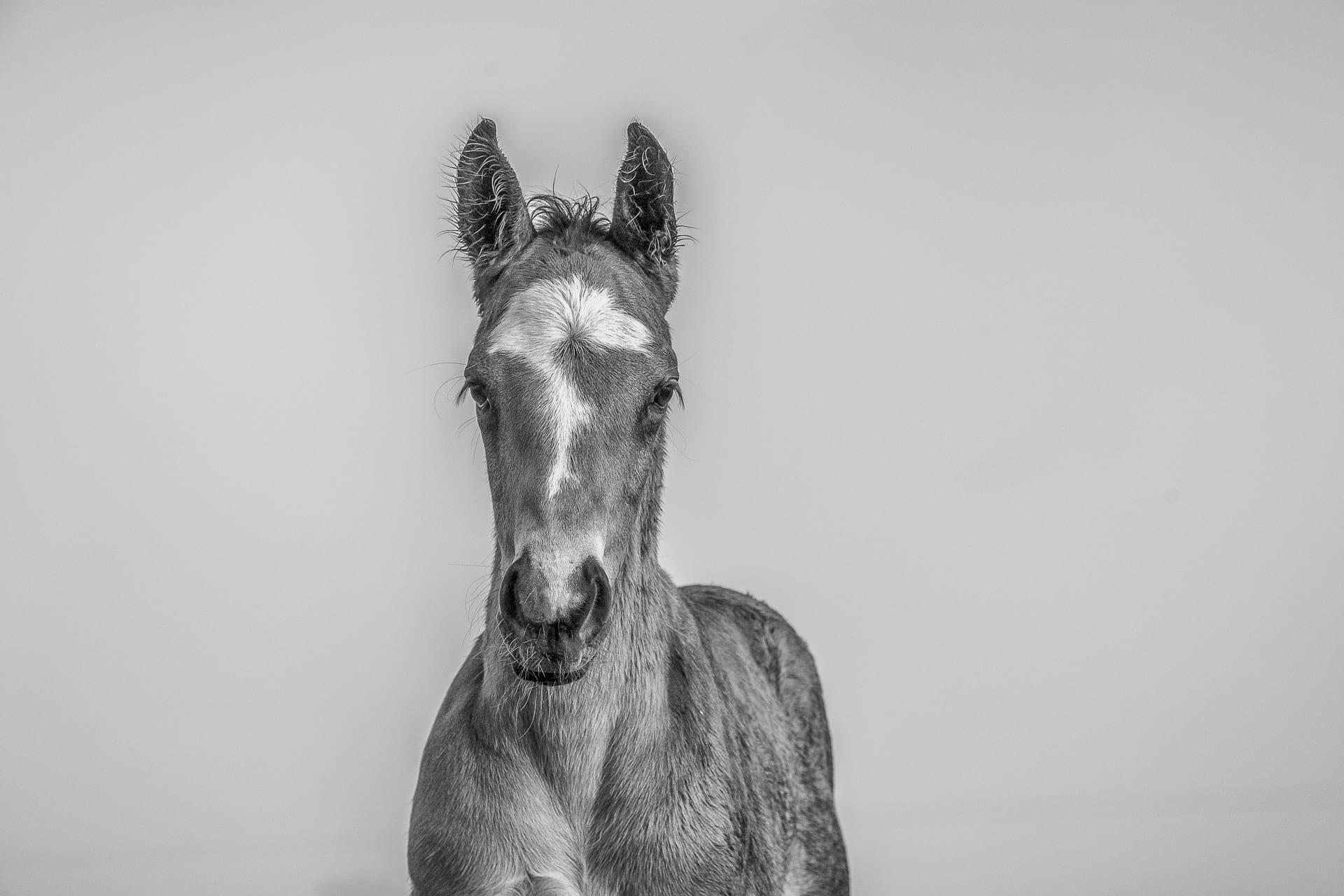 Foals II — equine photograph by Sharon Lee Chapman