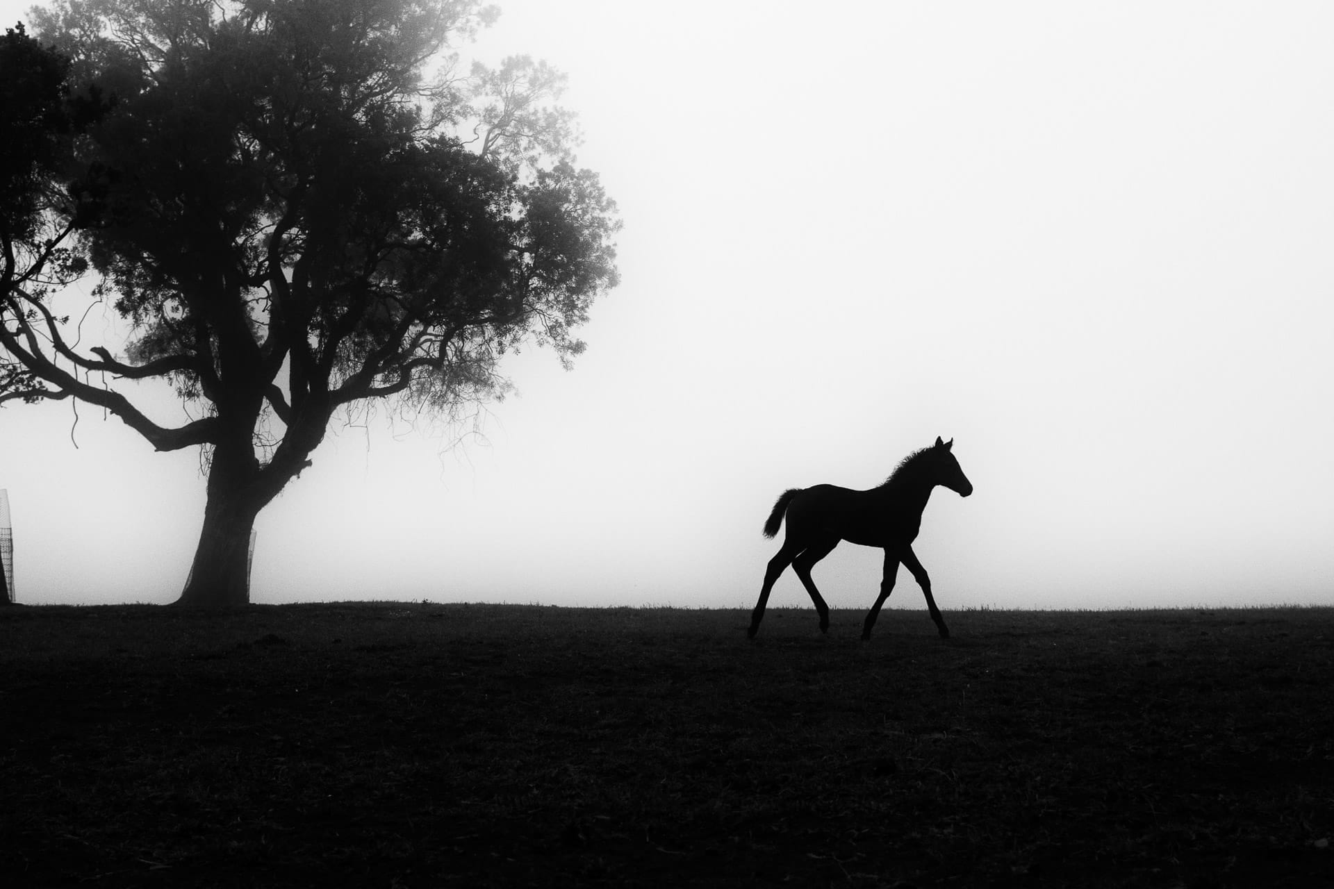 Foals In The Mist I — equine photograph by Sharon Lee Chapman