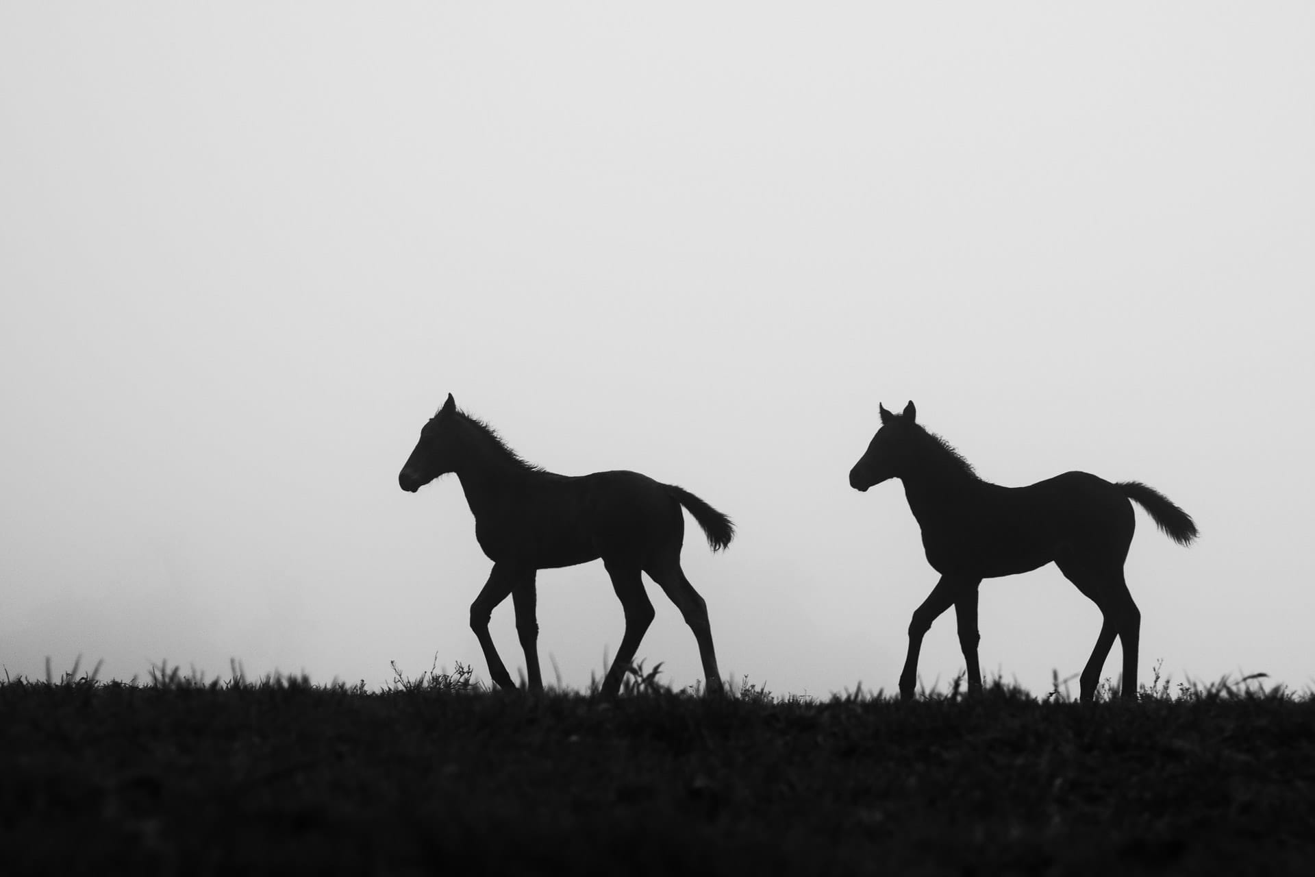 Foals In The Mist II — equine photograph by Sharon Lee Chapman