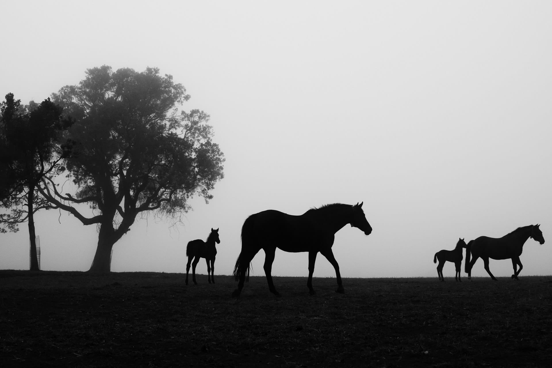 Foals In The Mist III — equine photograph by Sharon Lee Chapman