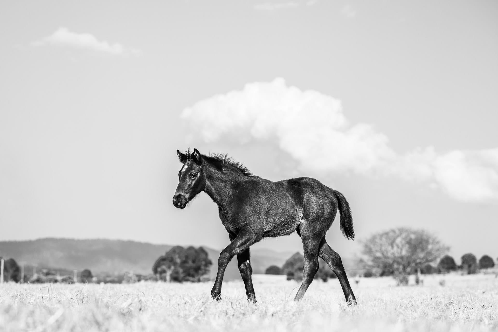 Foals, Red Resistance x Dream First — equine photograph by Sharon Lee Chapman