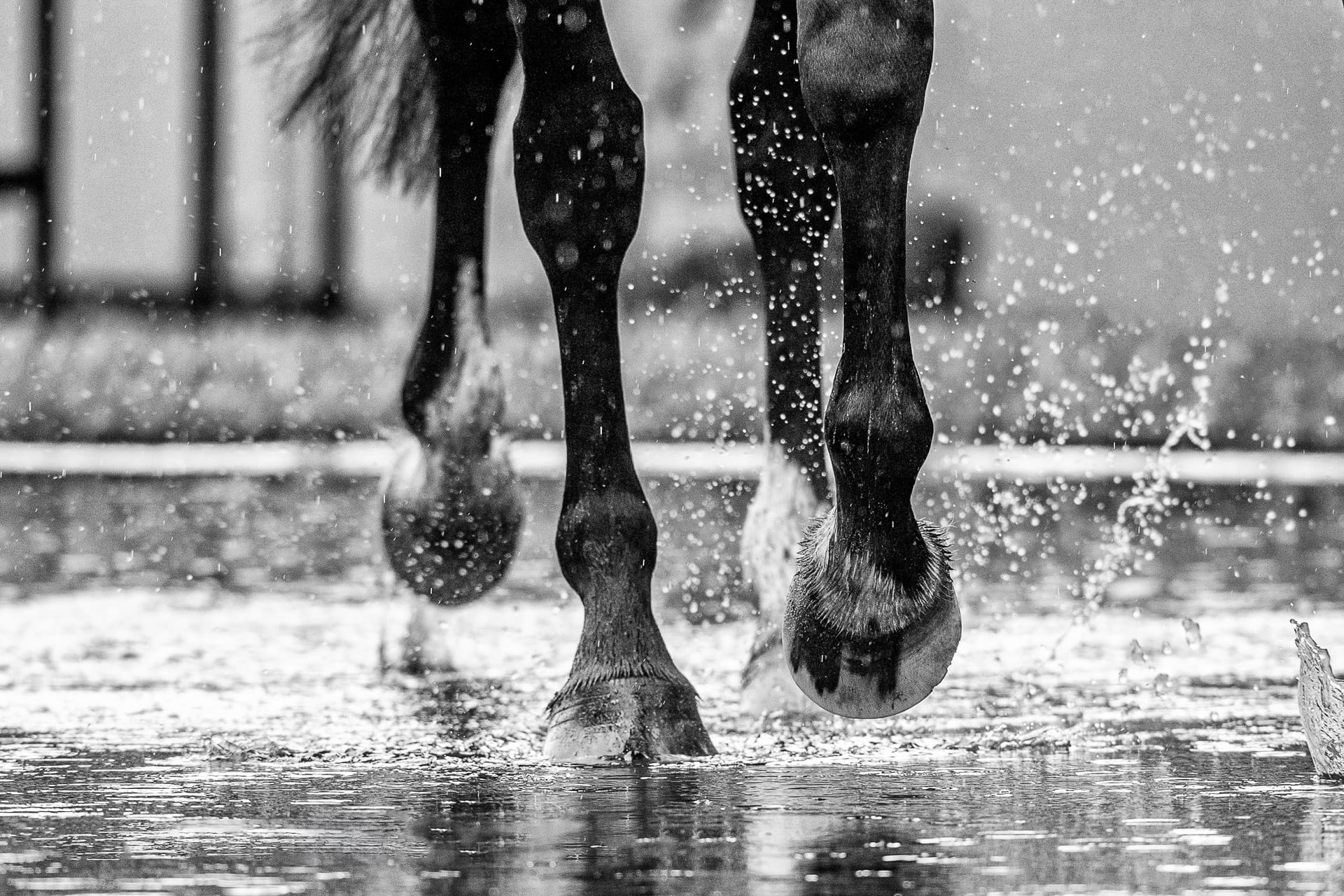Hooves, MM Mares I — equine photograph by Sharon Lee Chapman