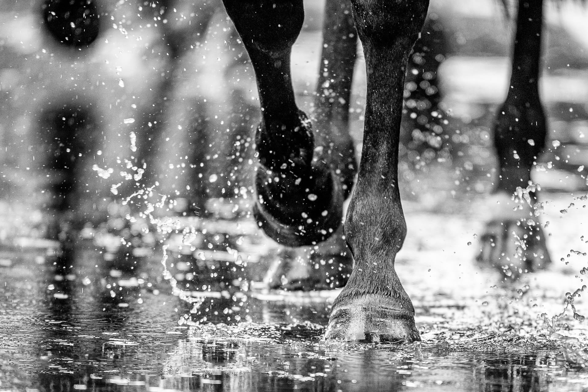 Hooves, MM Mares II — equine photograph by Sharon Lee Chapman