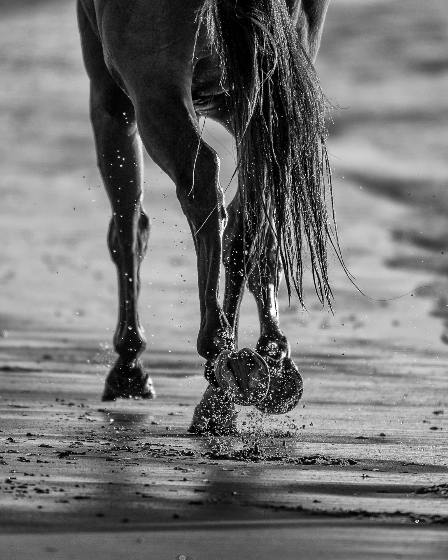 Hooves I — equine photograph by Sharon Lee Chapman
