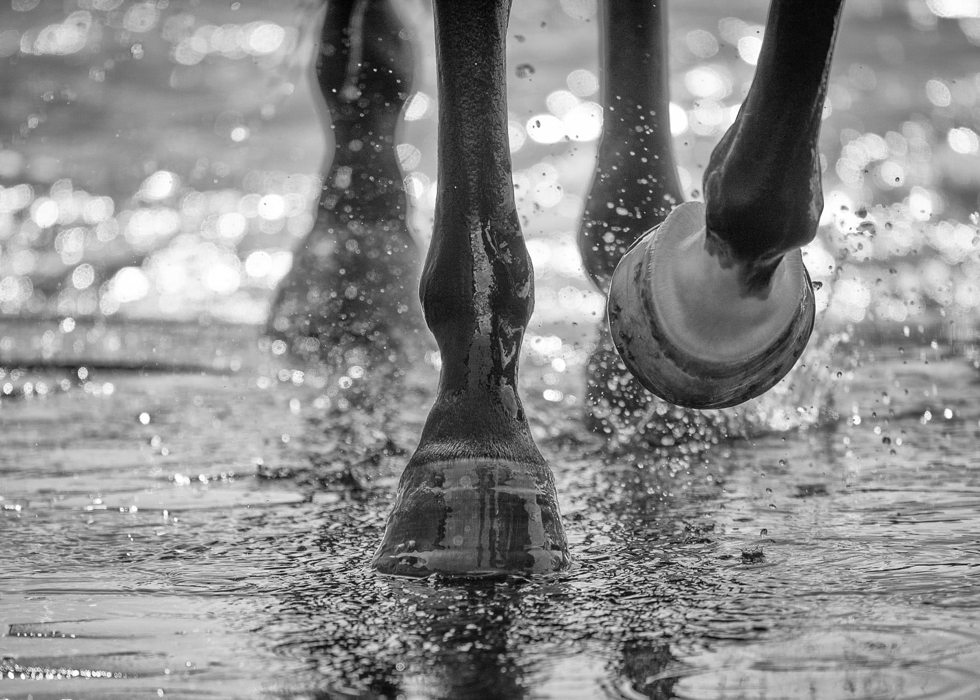 Hooves II — equine photograph by Sharon Lee Chapman