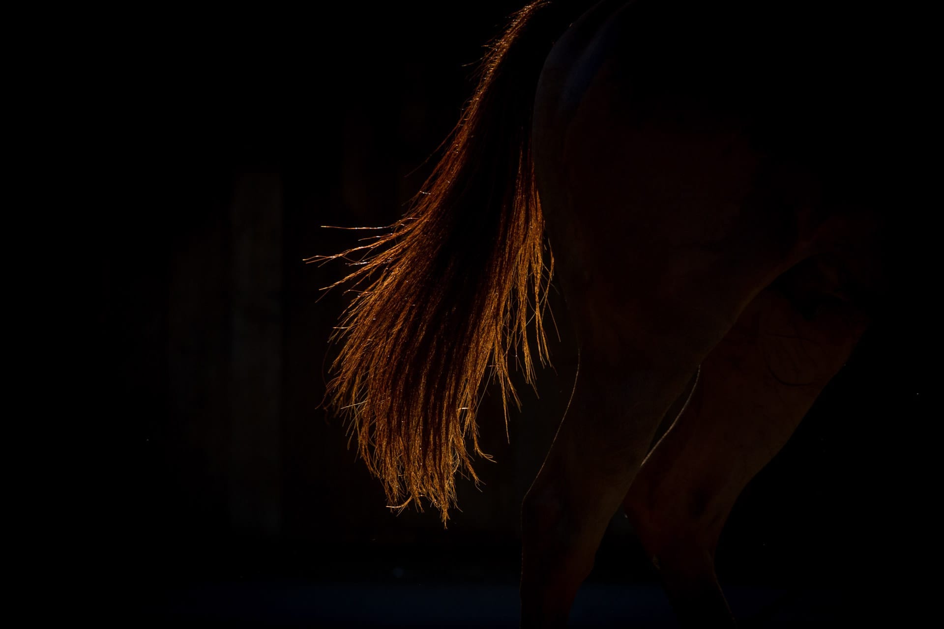 Horse Portrait, Horse Tail — equine photograph by Sharon Lee Chapman
