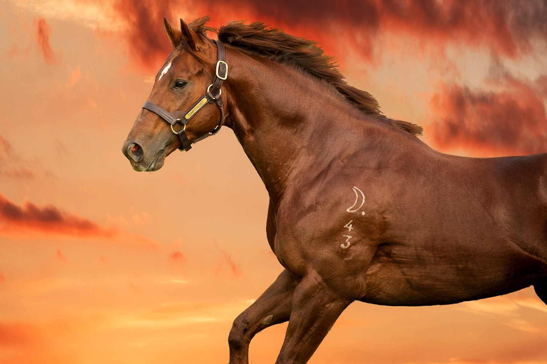 Newgate, Capitalist, 0014Sunset — equine photograph by Sharon Lee Chapman