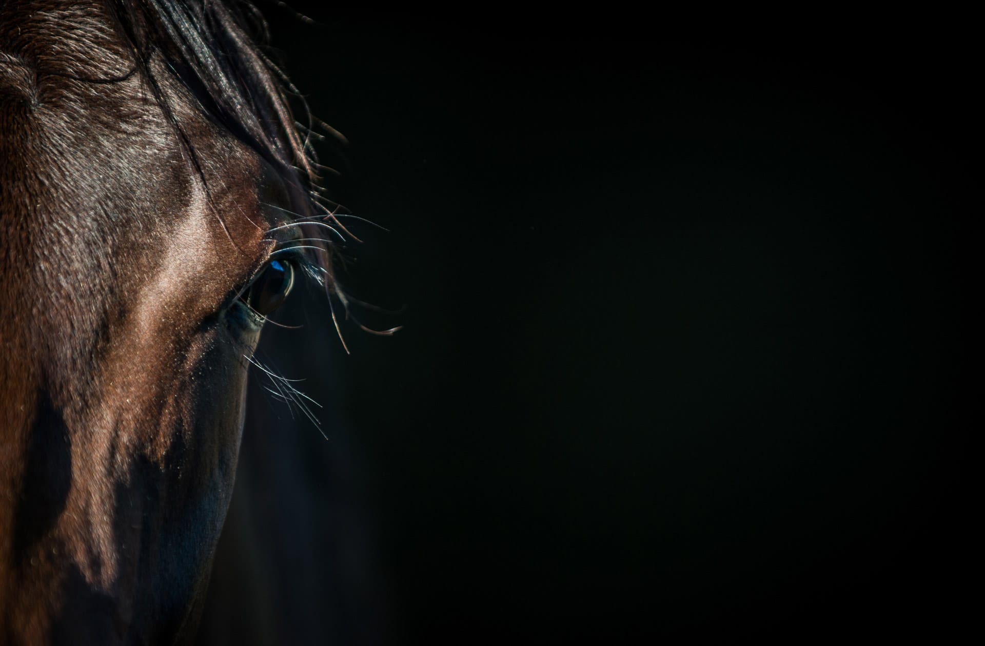 Pinhook Website Sample Images — equine photograph by Sharon Lee Chapman