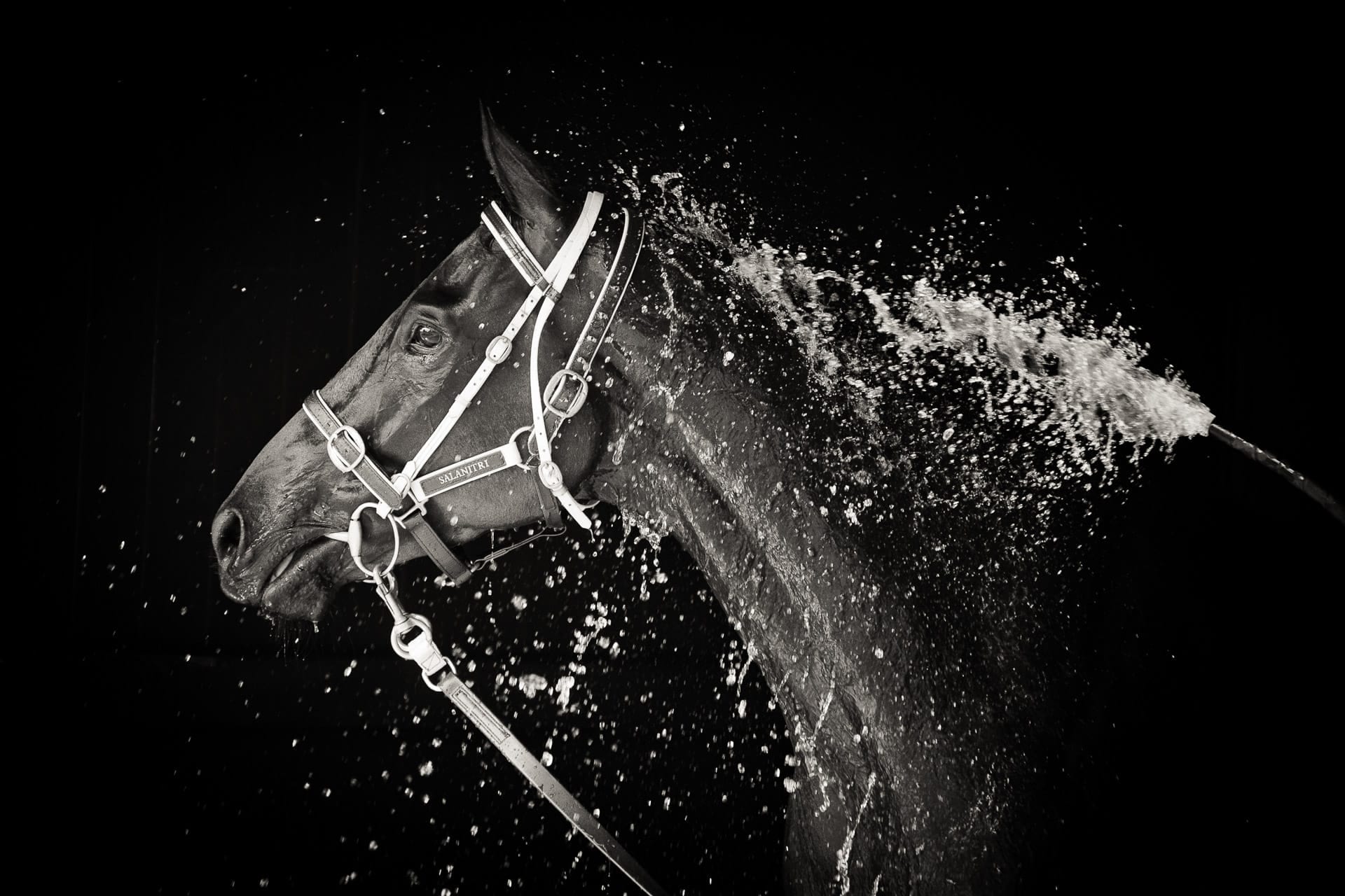Portraits, Hose Down I — equine photograph by Sharon Lee Chapman