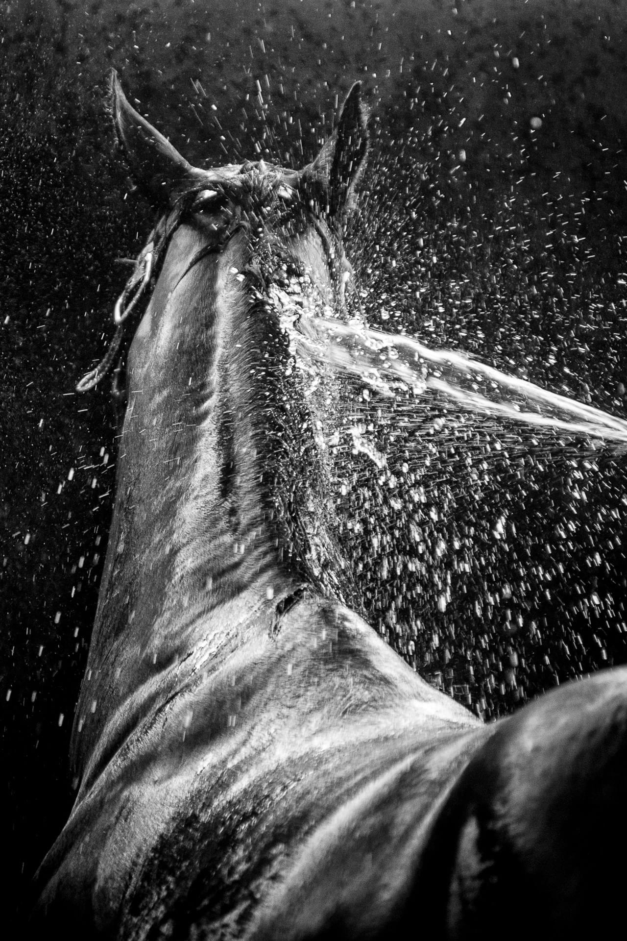 Portraits, Hose Down II — equine photograph by Sharon Lee Chapman