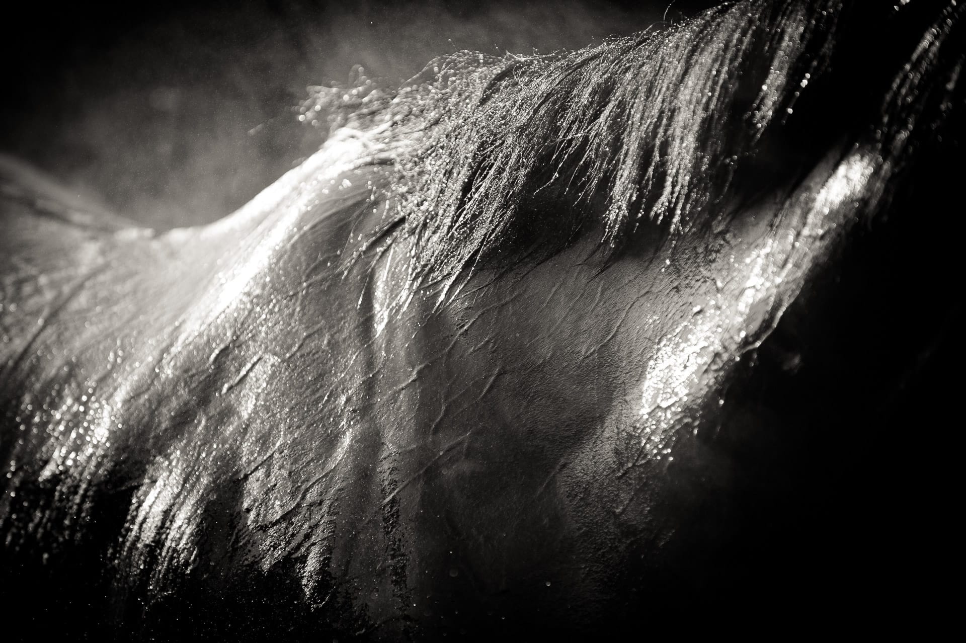 Portraits, Hose Down III — equine photograph by Sharon Lee Chapman