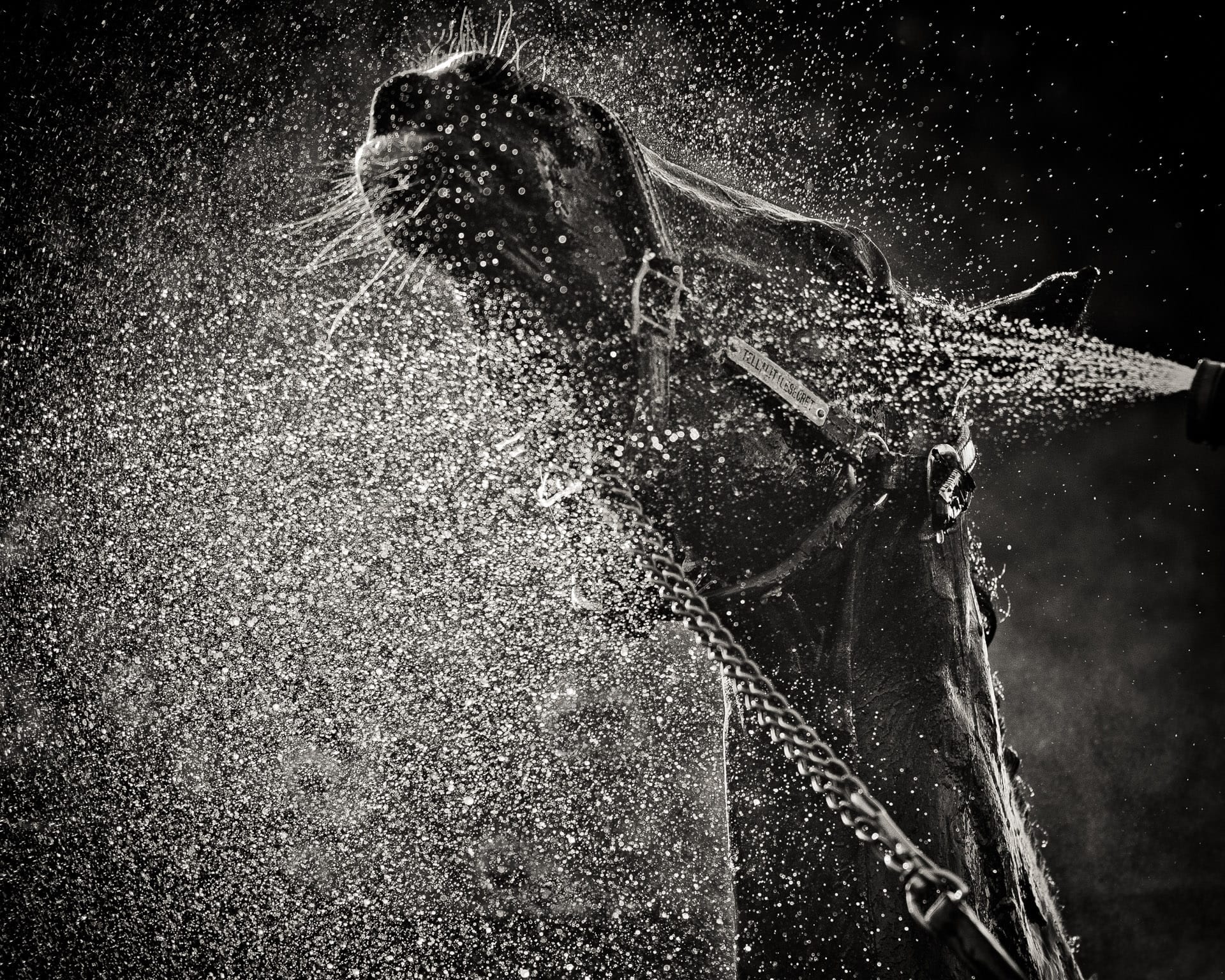 Portraits, Hose Down IV — equine photograph by Sharon Lee Chapman