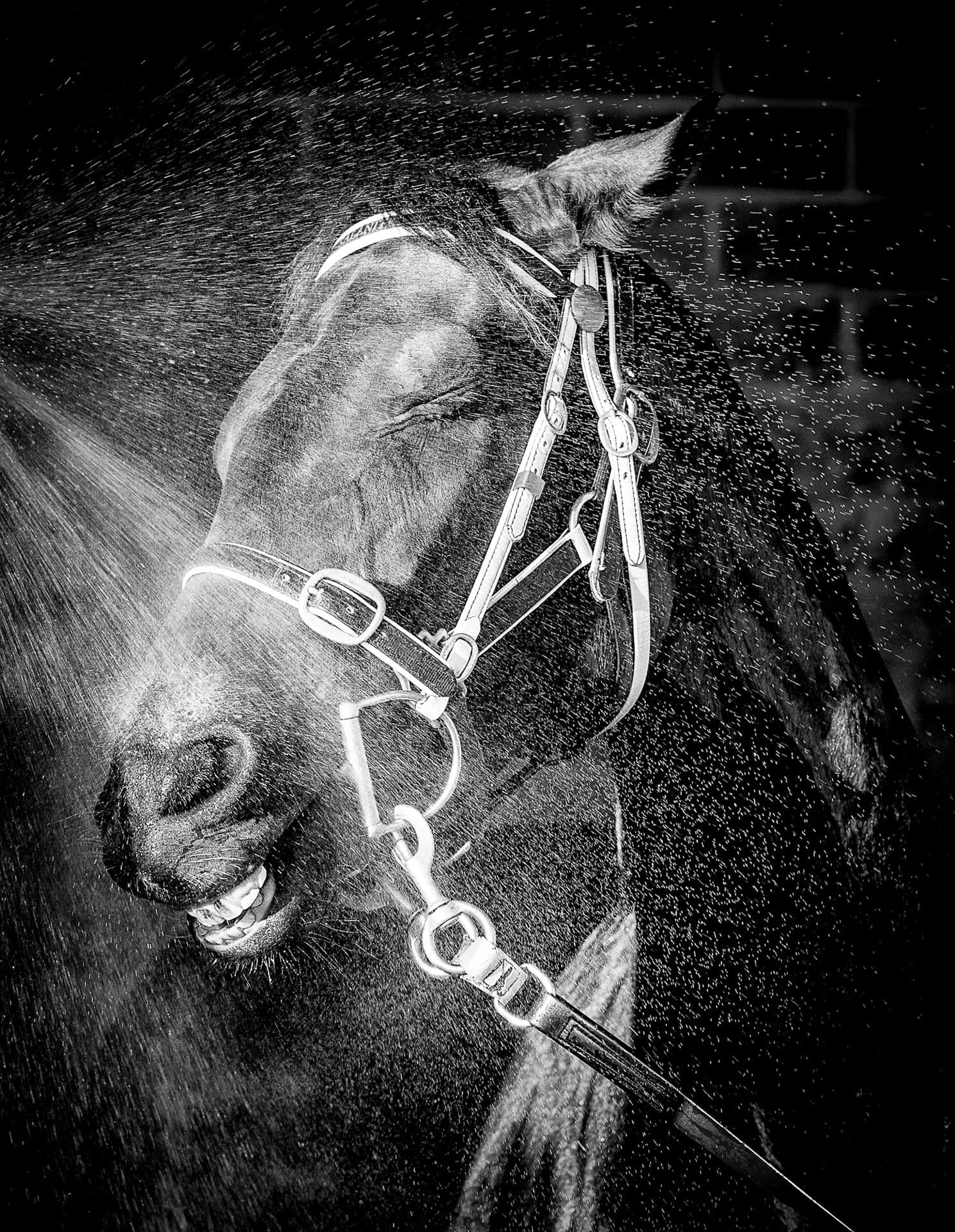 Portraits, Hose Down V — equine photograph by Sharon Lee Chapman
