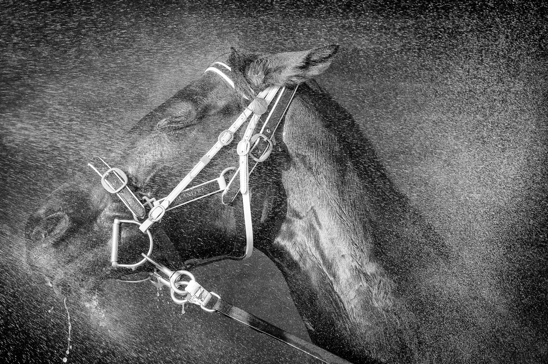 Portraits, Hose Down VI — equine photograph by Sharon Lee Chapman