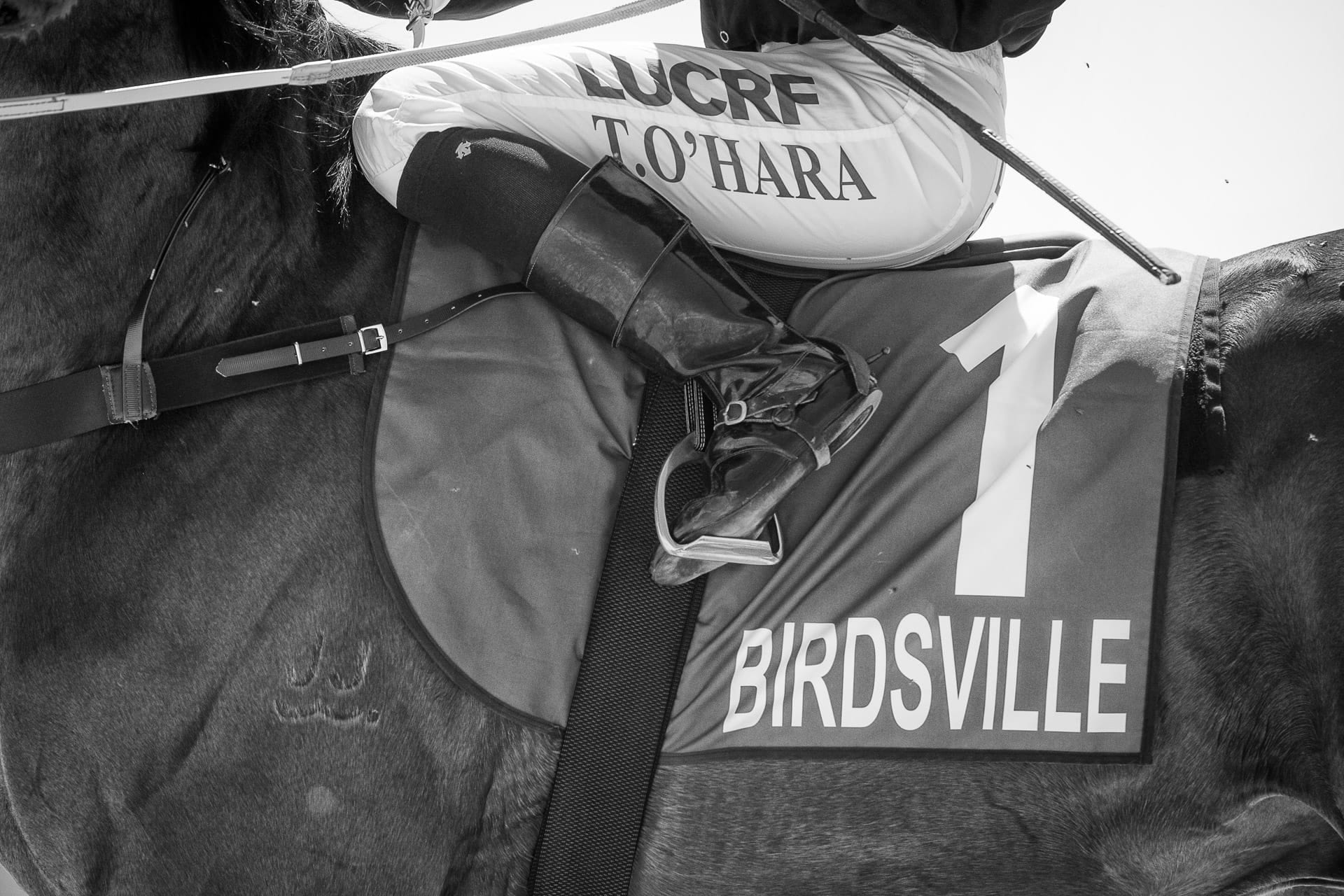 Racing, Birdsville, Saddlecloth — equine photograph by Sharon Lee Chapman