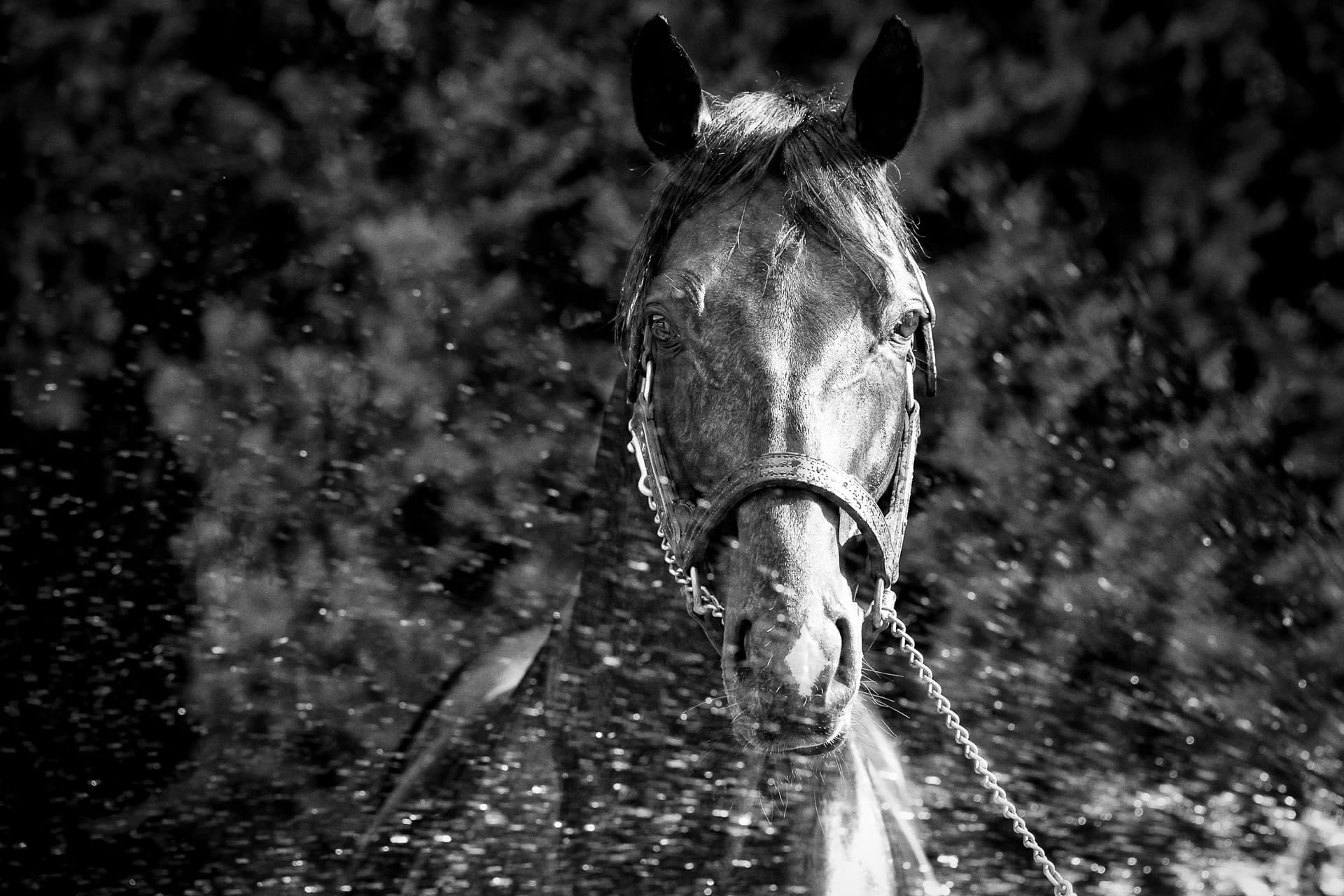 Stallions, Americain — equine photograph by Sharon Lee Chapman
