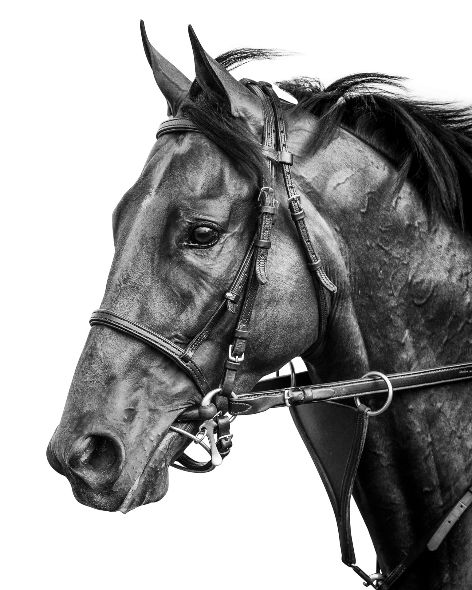 Stallions, American Pharoah I — equine photograph by Sharon Lee Chapman
