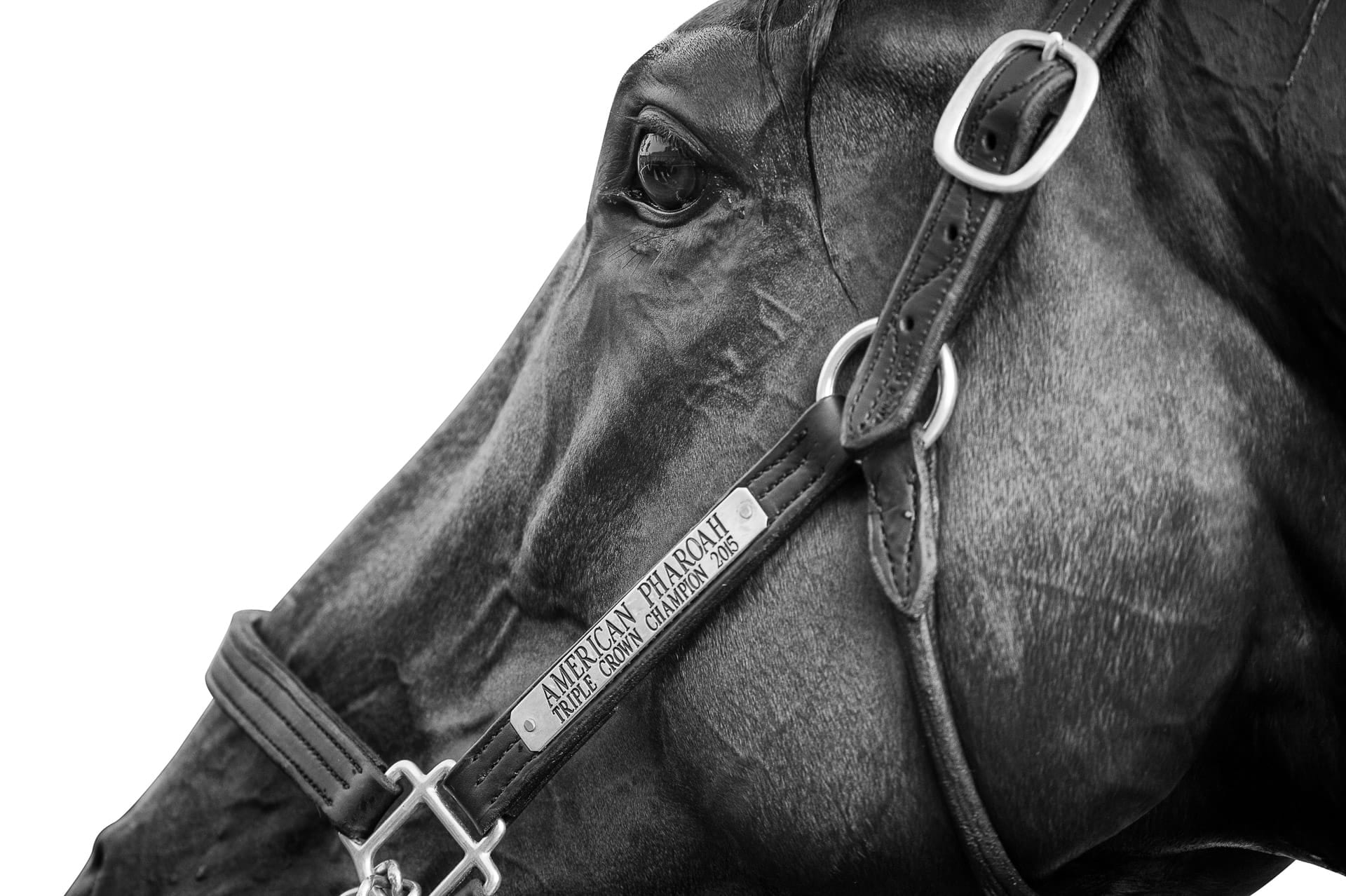 Stallions, American Pharoah II — equine photograph by Sharon Lee Chapman