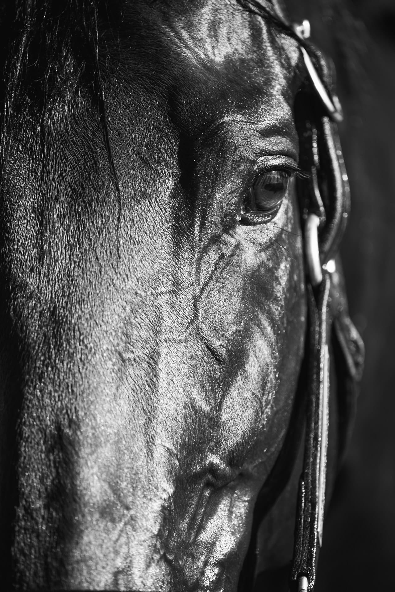 Stallions, American Pharoah III — equine photograph by Sharon Lee Chapman