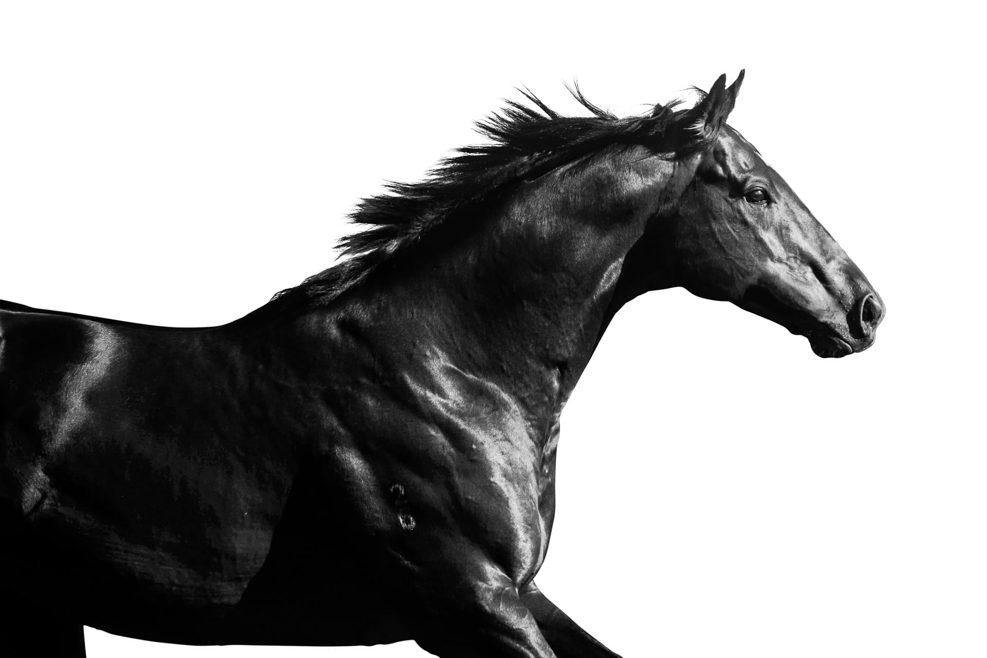 Stallions, Banquo — equine photograph by Sharon Lee Chapman