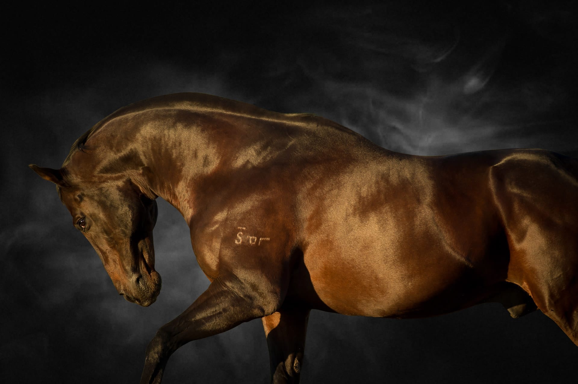 Stallions, Bel Esprit I — equine photograph by Sharon Lee Chapman