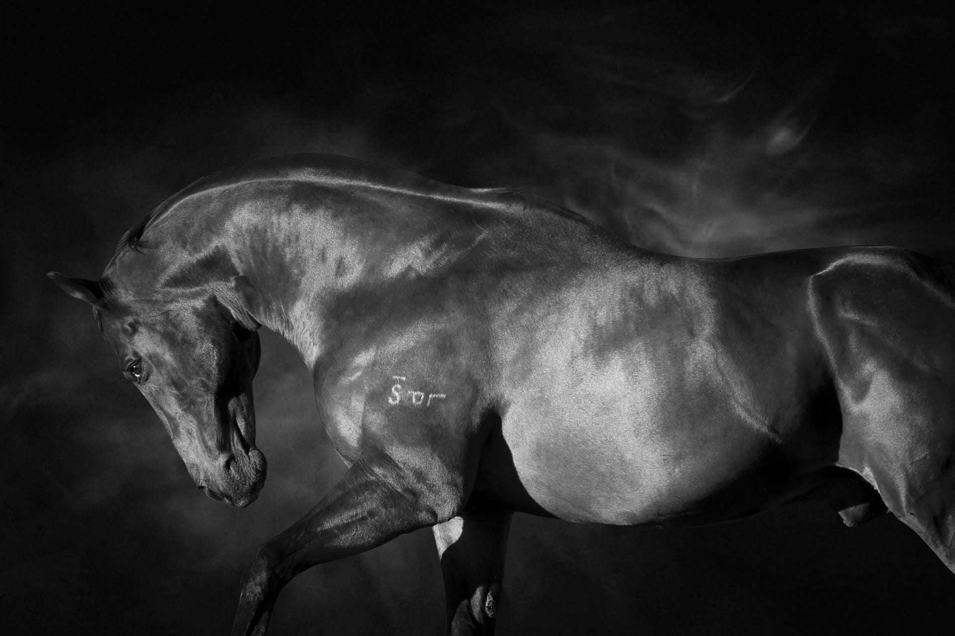 Stallions, Bel Esprit II — equine photograph by Sharon Lee Chapman