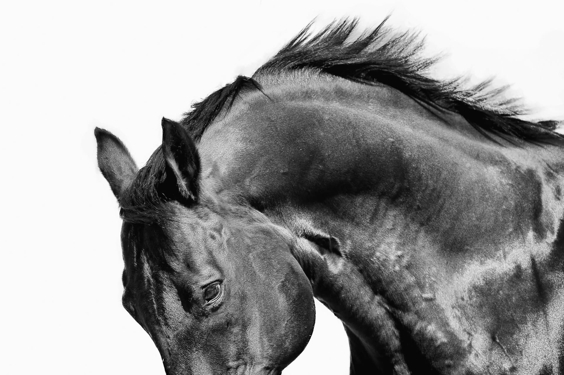 Stallions, Bel Esprit III — equine photograph by Sharon Lee Chapman