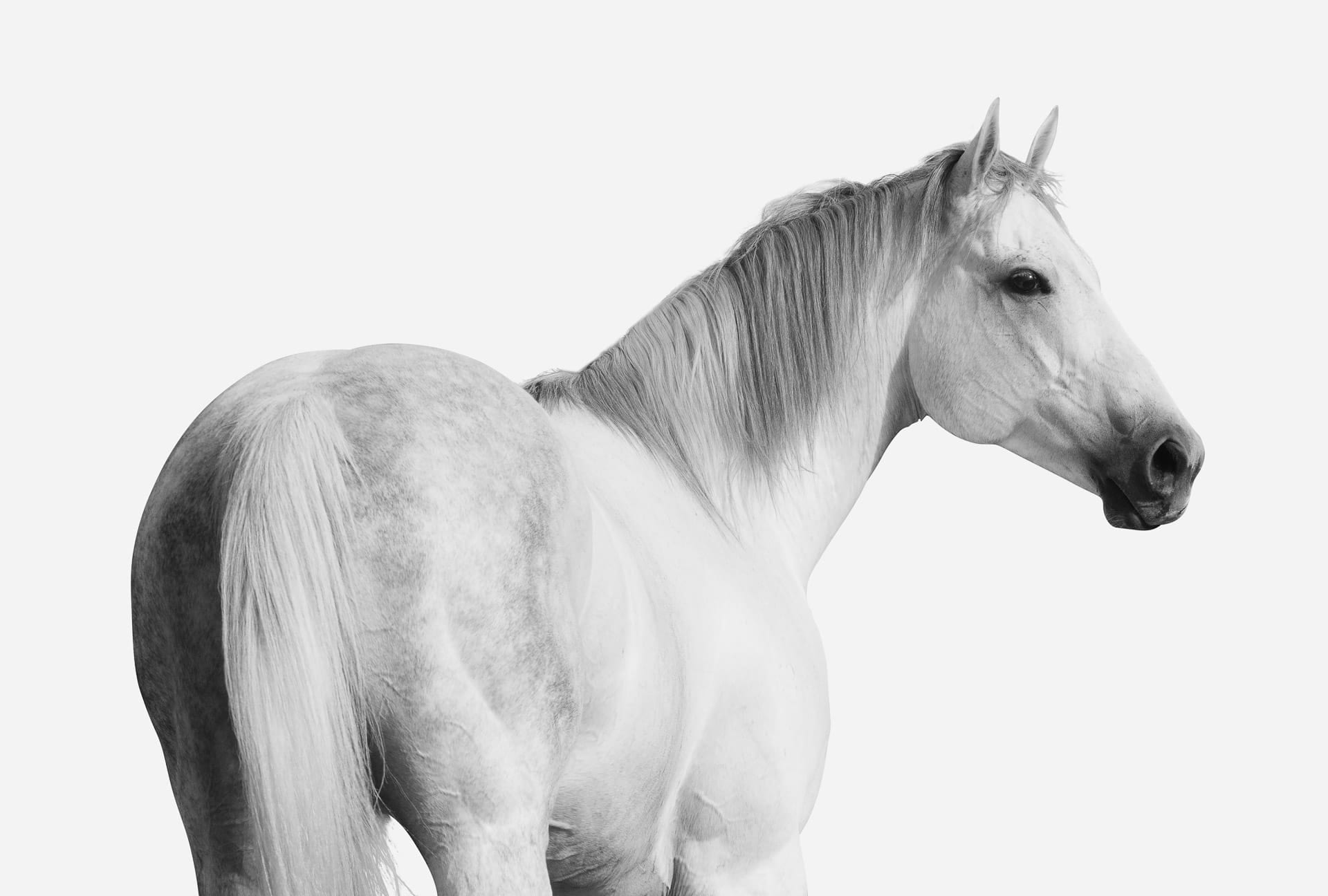 Stallions, D'Argento — equine photograph by Sharon Lee Chapman