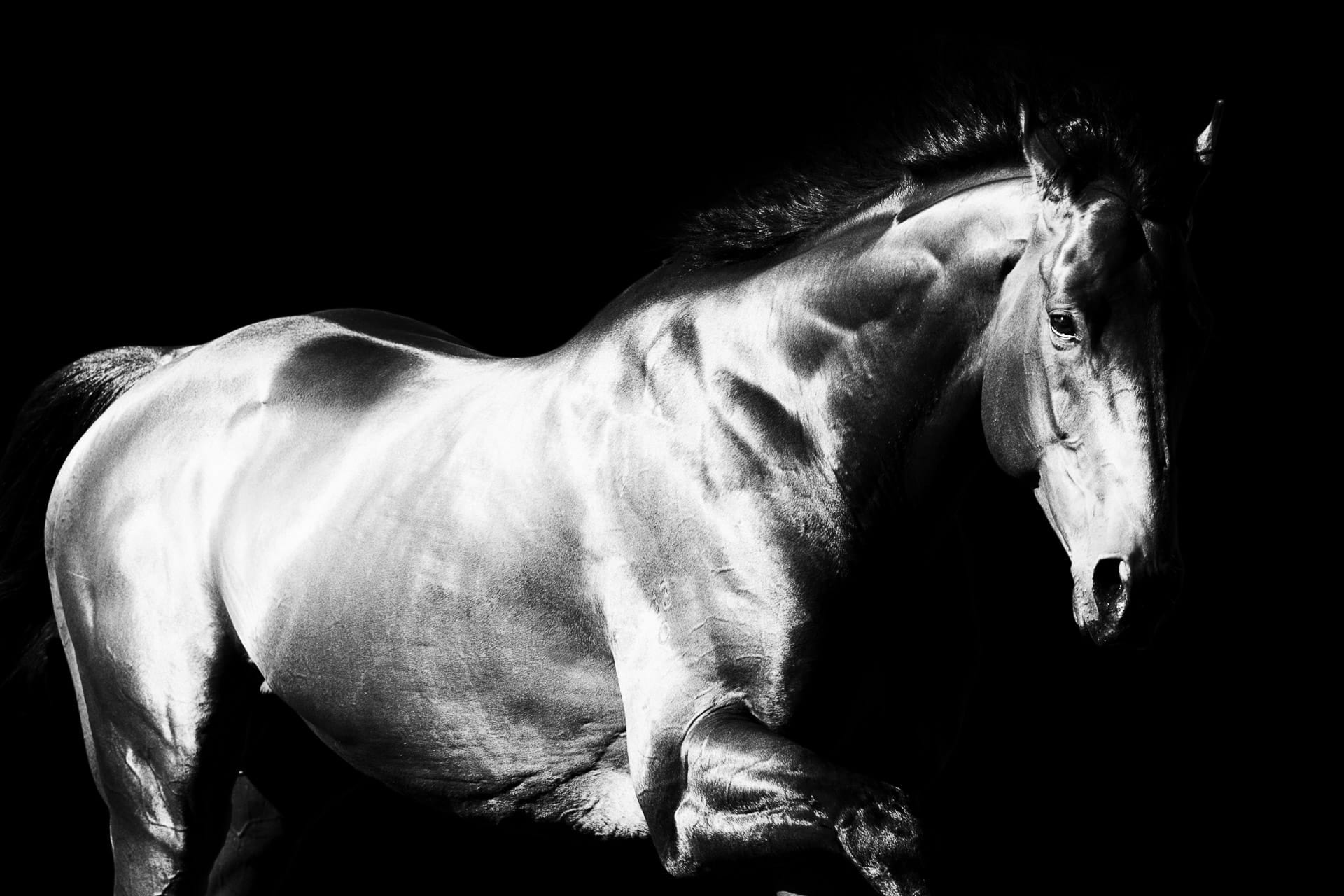 Stallions, Polanski — equine photograph by Sharon Lee Chapman